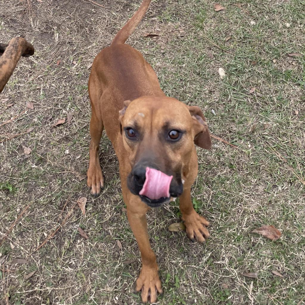Luca, Adoptable, Adult Male Boxer & Rhodesian Ridgeback.