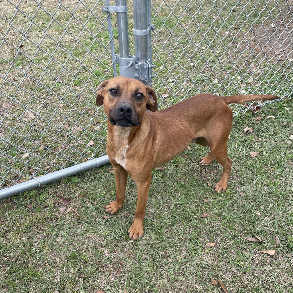 Enlarge Luca, a Adoptable mixed breed in Donalsonville, GA image 3/6