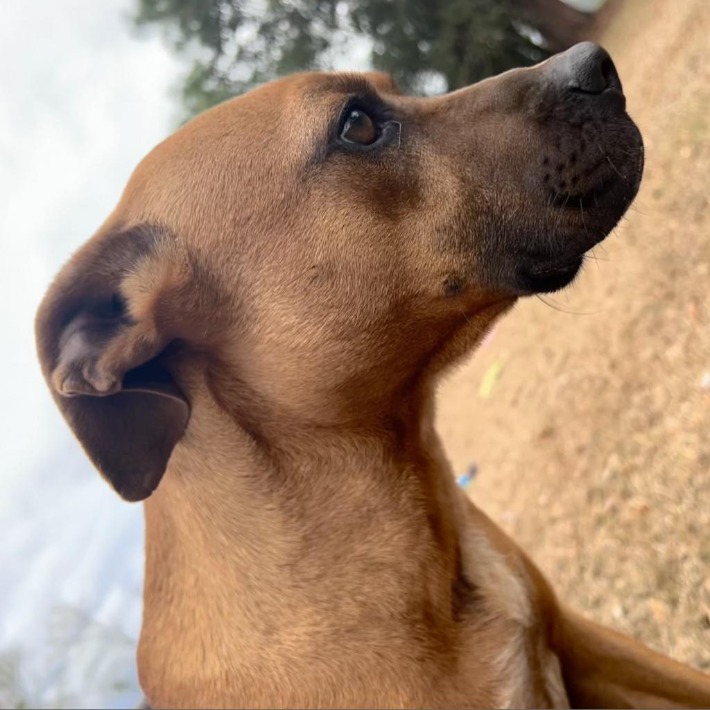 Enlarge Luca, a Adoptable mixed breed in Donalsonville, GA image 4/6