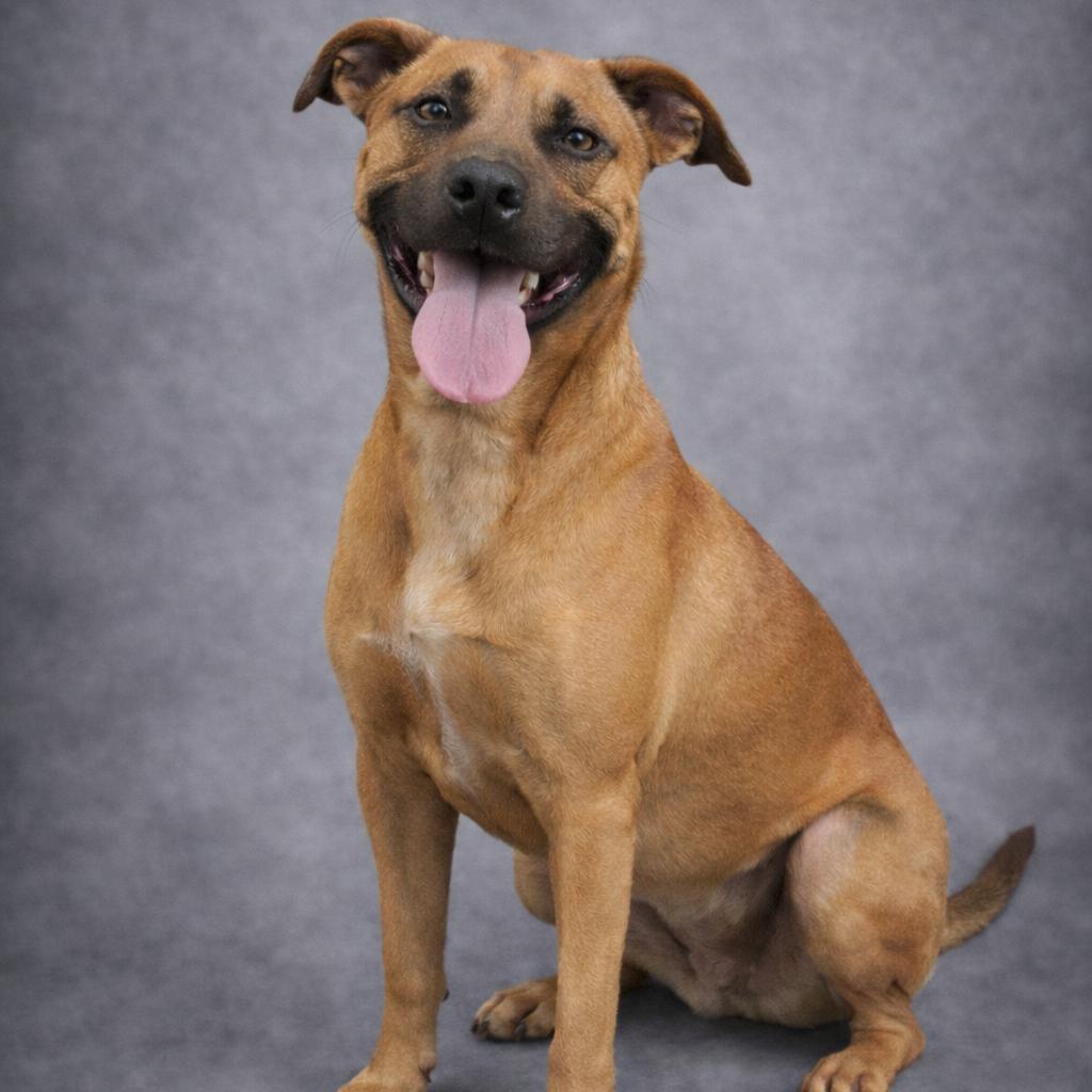 Enlarge Luca, a Adoptable mixed breed in Donalsonville, GA image 4/6