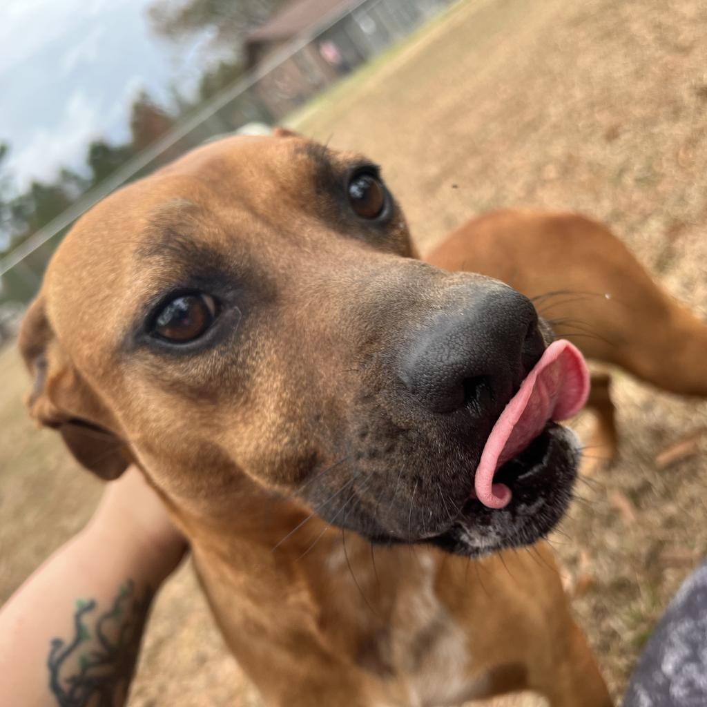 Enlarge Luca, a Adoptable mixed breed in Donalsonville, GA image 5/6