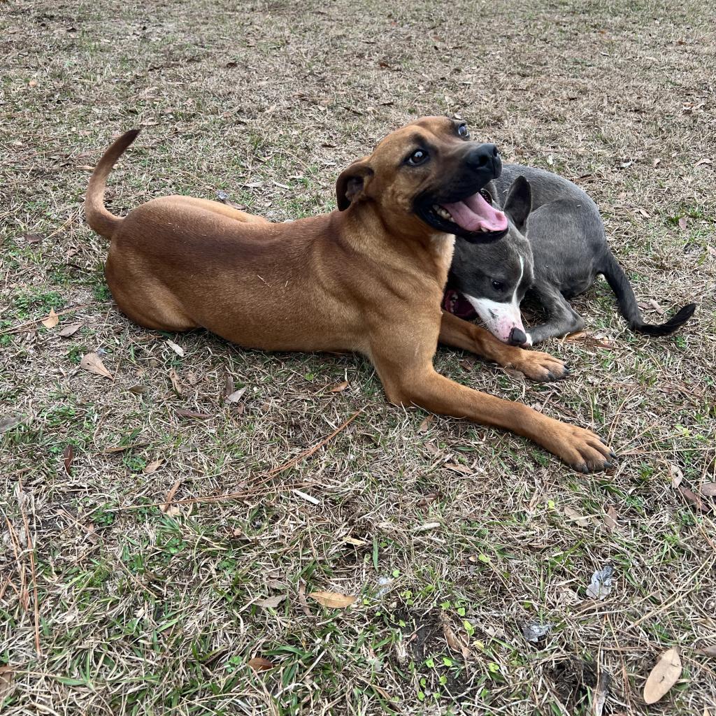 Enlarge Luca, a Adoptable mixed breed in Donalsonville, GA image 6/6