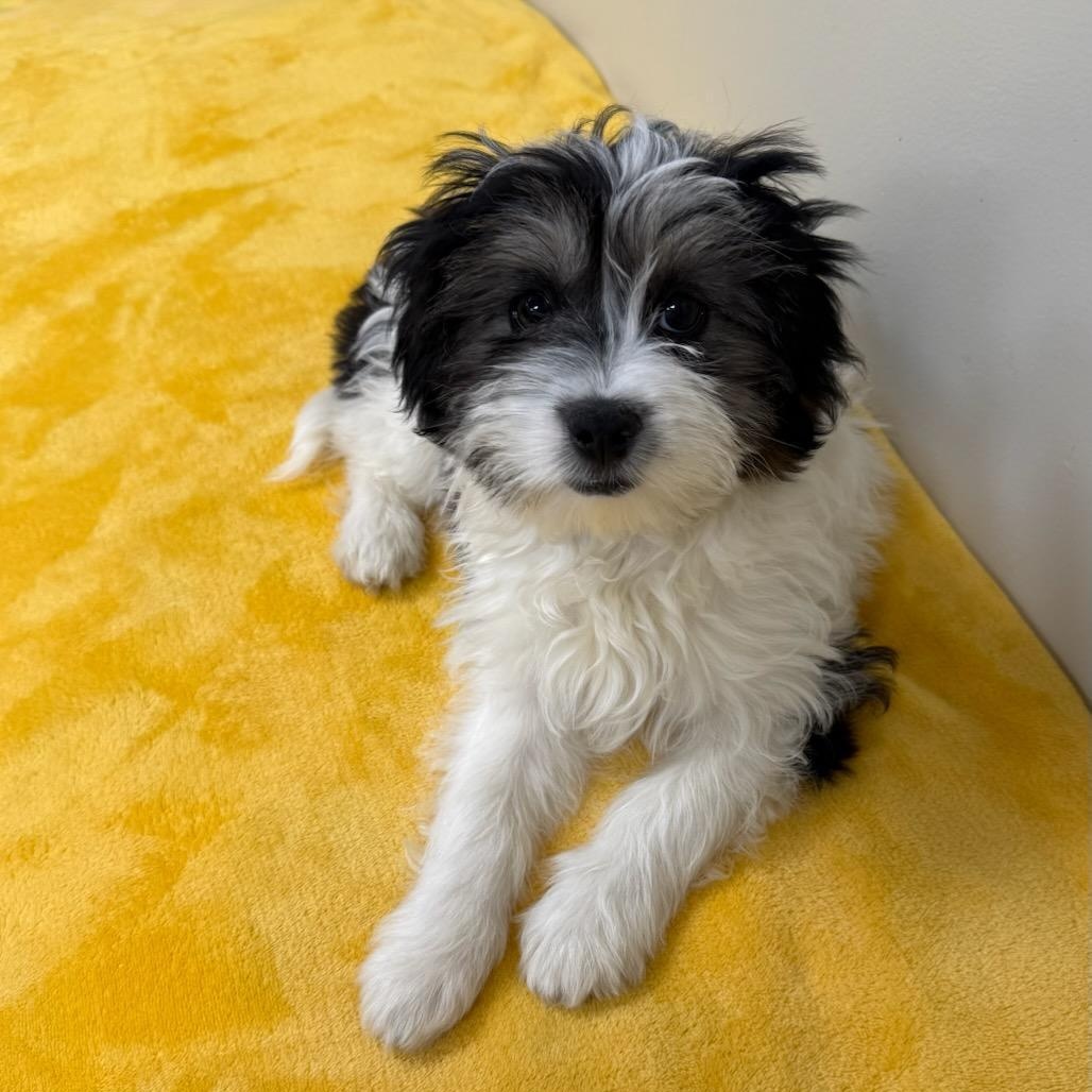 Enlarge Marty, an adopted mixed breed in Greensburg, PA image 3/4