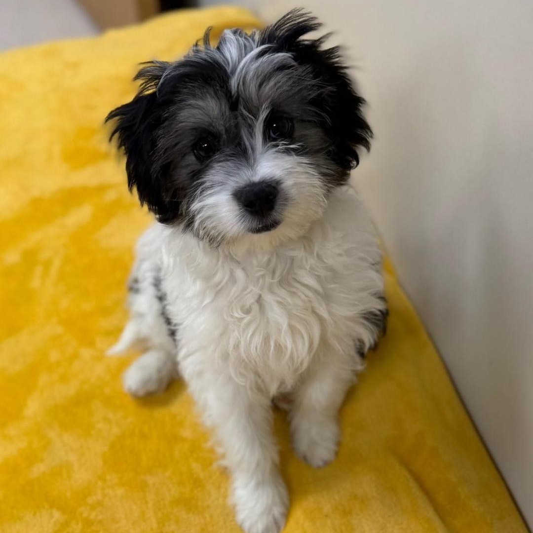 Enlarge Marty, an adopted mixed breed in Greensburg, PA image 2/4