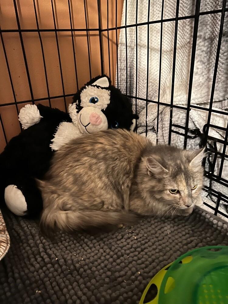 Madam ButterFluff, Adopted, Kitten Female Domestic Long Hair & Domestic Long Hair.