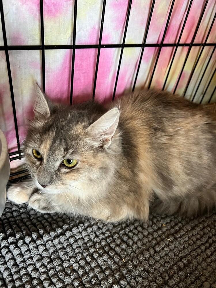 Madam ButterFluff, a Adopted mixed breed in Wilmington, NC image 2/3