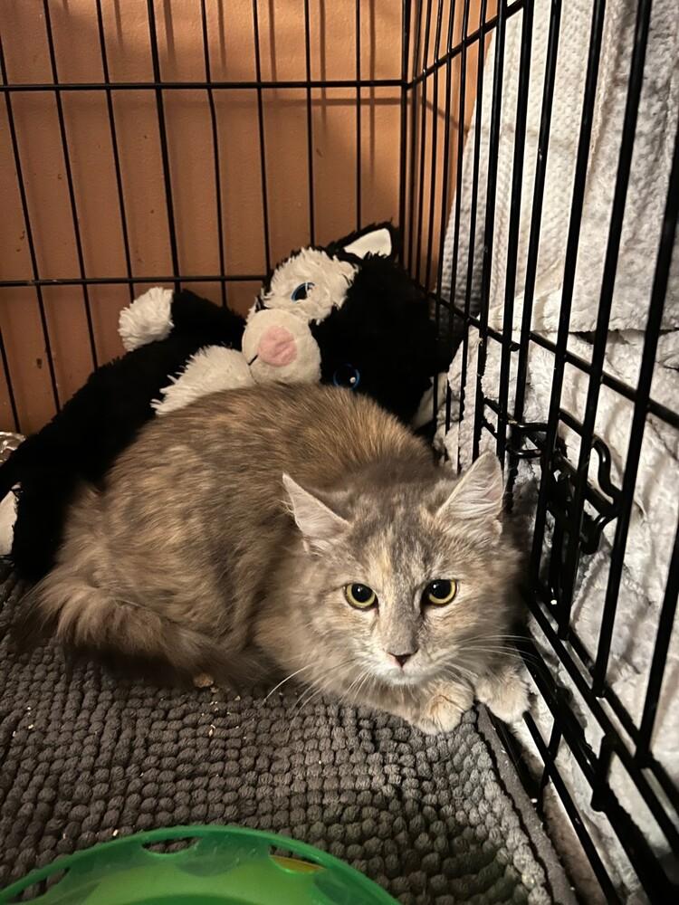 Madam ButterFluff, a Adopted mixed breed in Wilmington, NC image 3/3