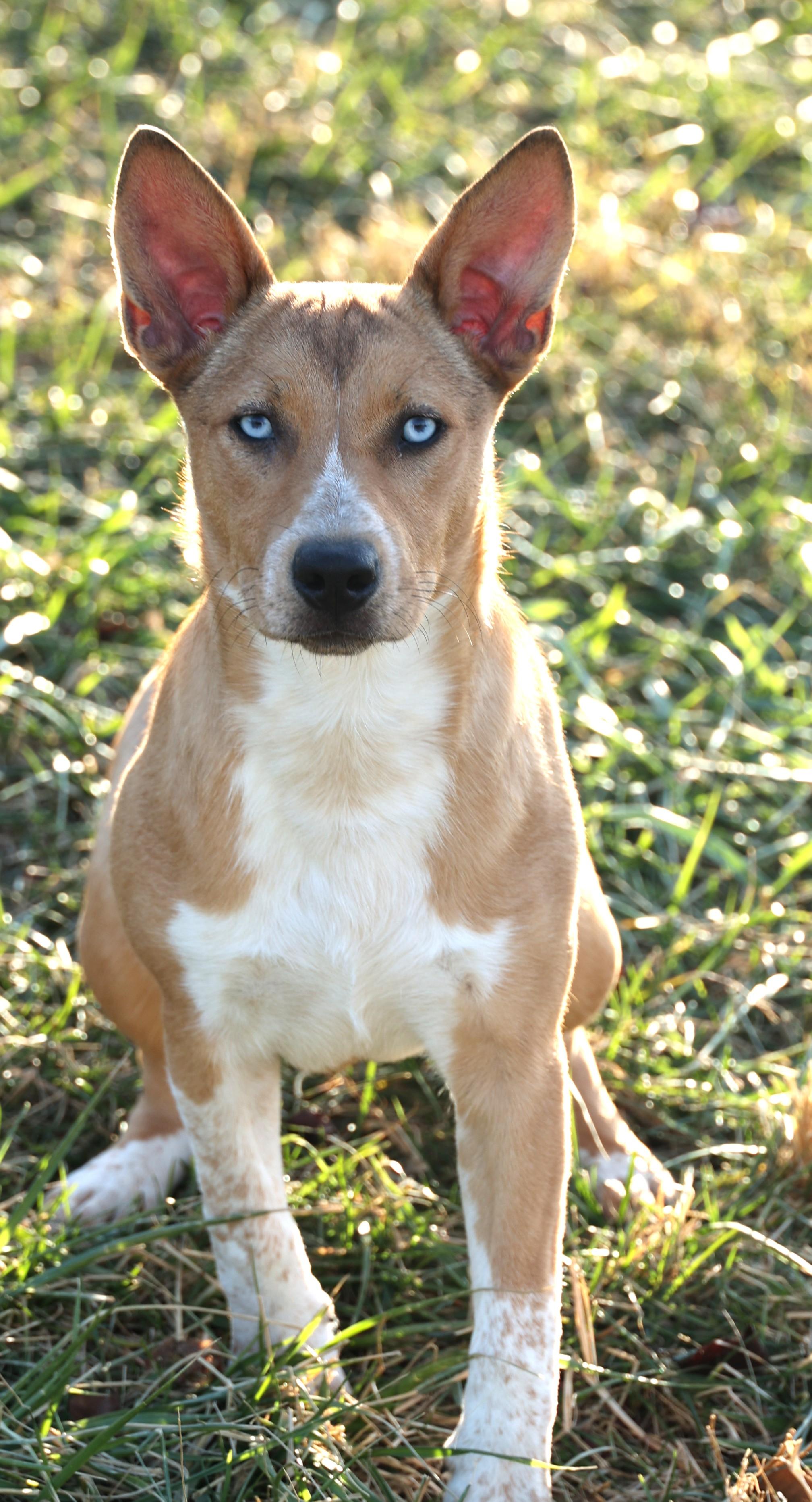 Reagan-Available 12/7@Petsmart! www.lhar.dog to apply!, a Adoptable mixed breed in Frederick, MD image 5/6