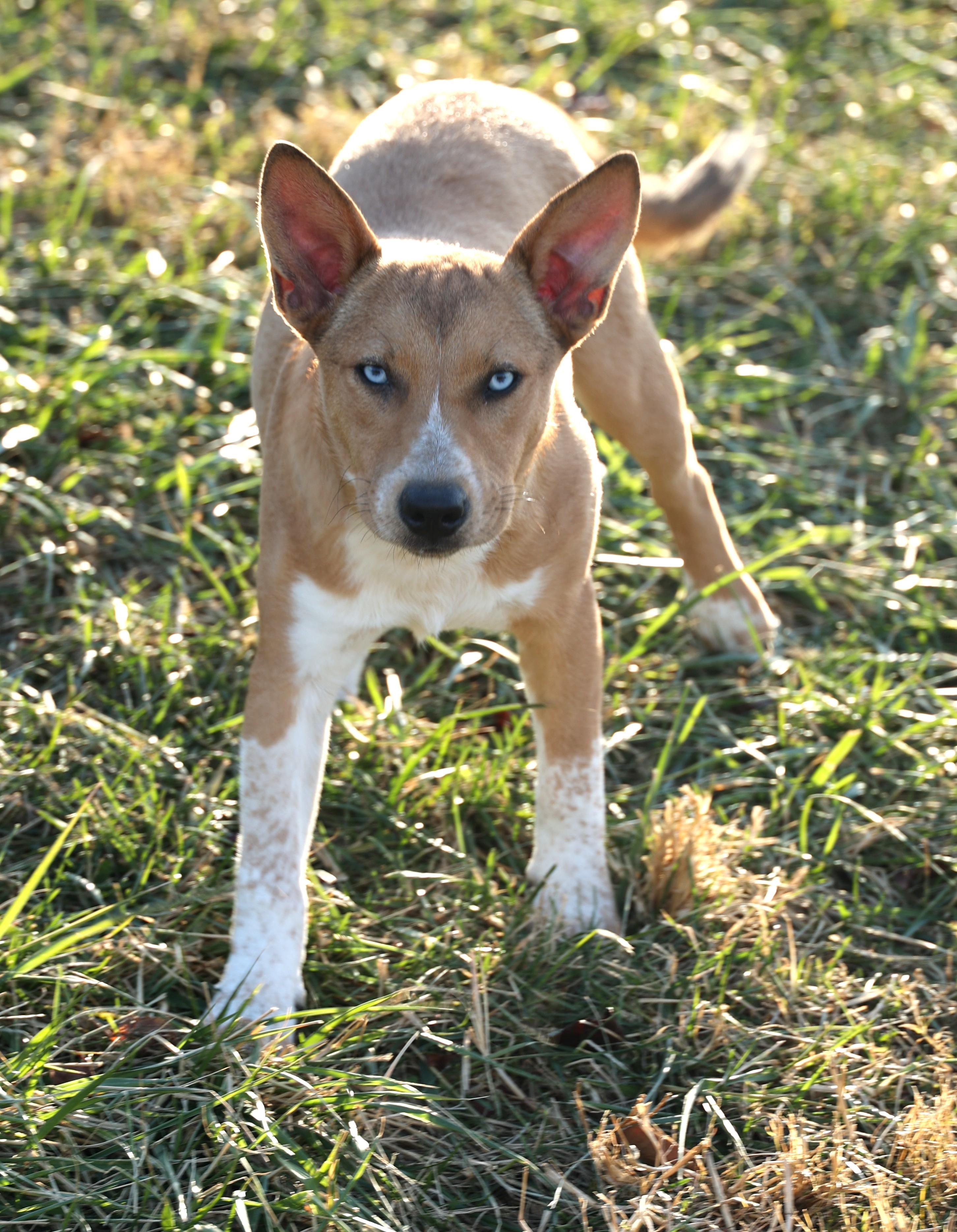 Reagan-Available 12/7@Petsmart! www.lhar.dog to apply!, a Adoptable mixed breed in Frederick, MD image 4/6