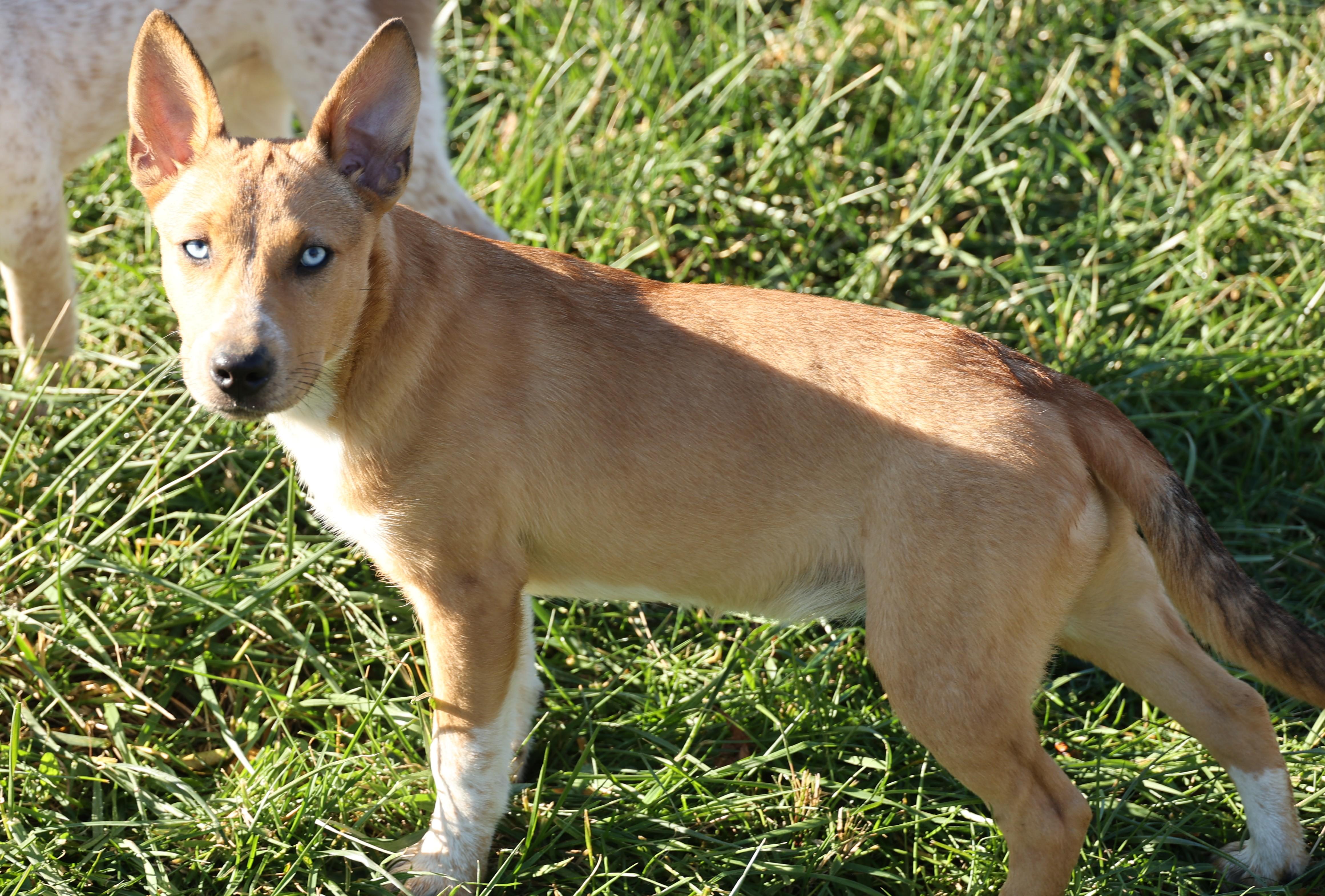 Reagan-Available 12/7@Petsmart! www.lhar.dog to apply!, a Adoptable mixed breed in Frederick, MD image 3/6
