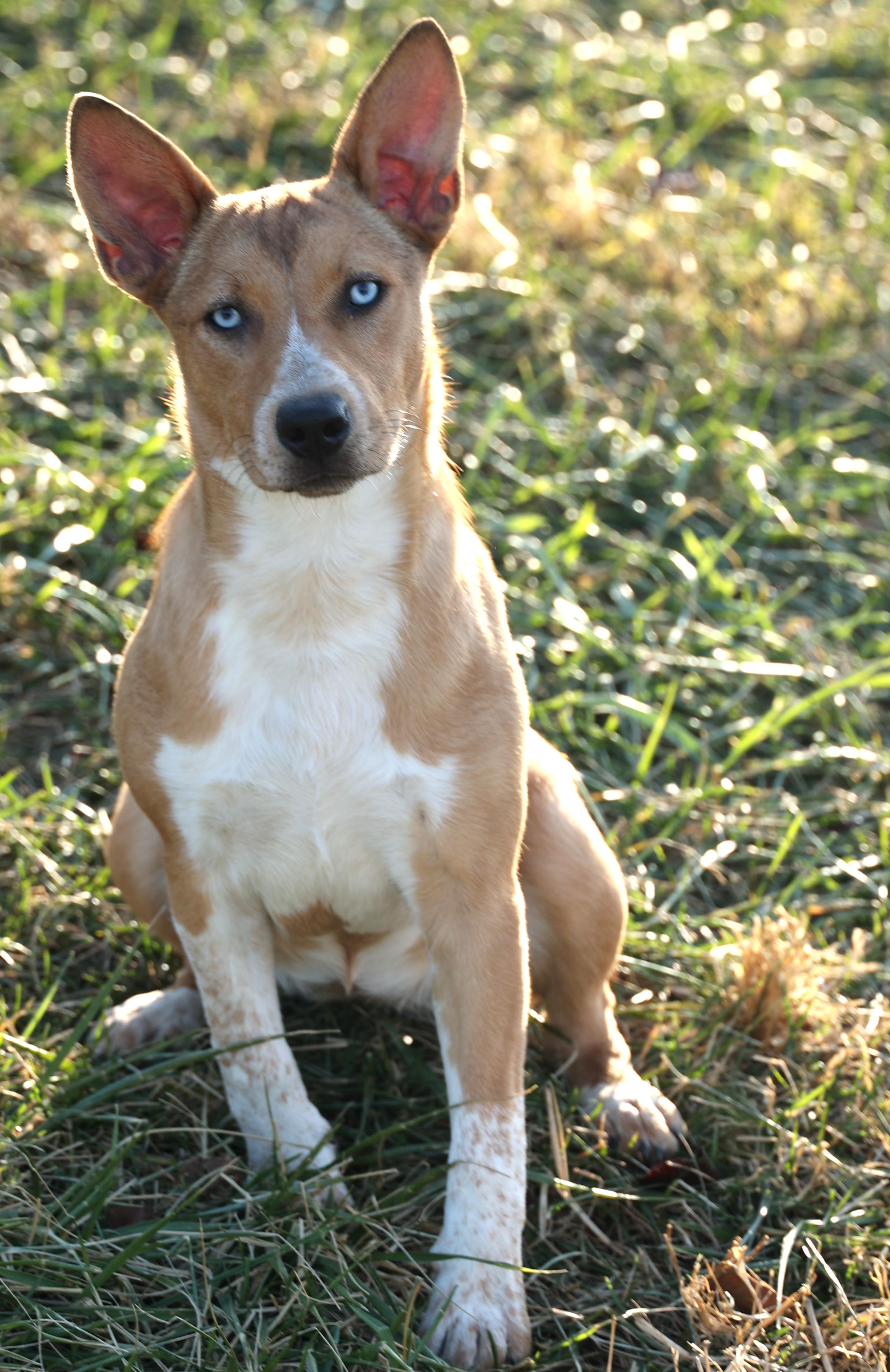 Reagan-Available 12/7@Petsmart! www.lhar.dog to apply!, a Adoptable mixed breed in Frederick, MD image 6/6