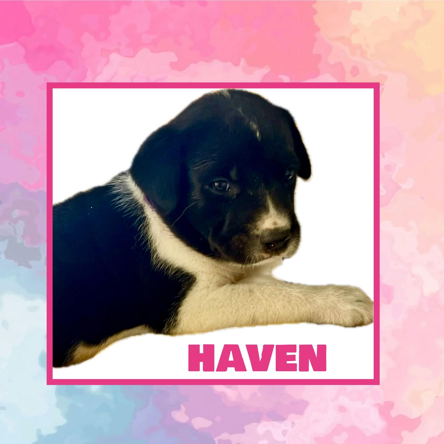 Haven
