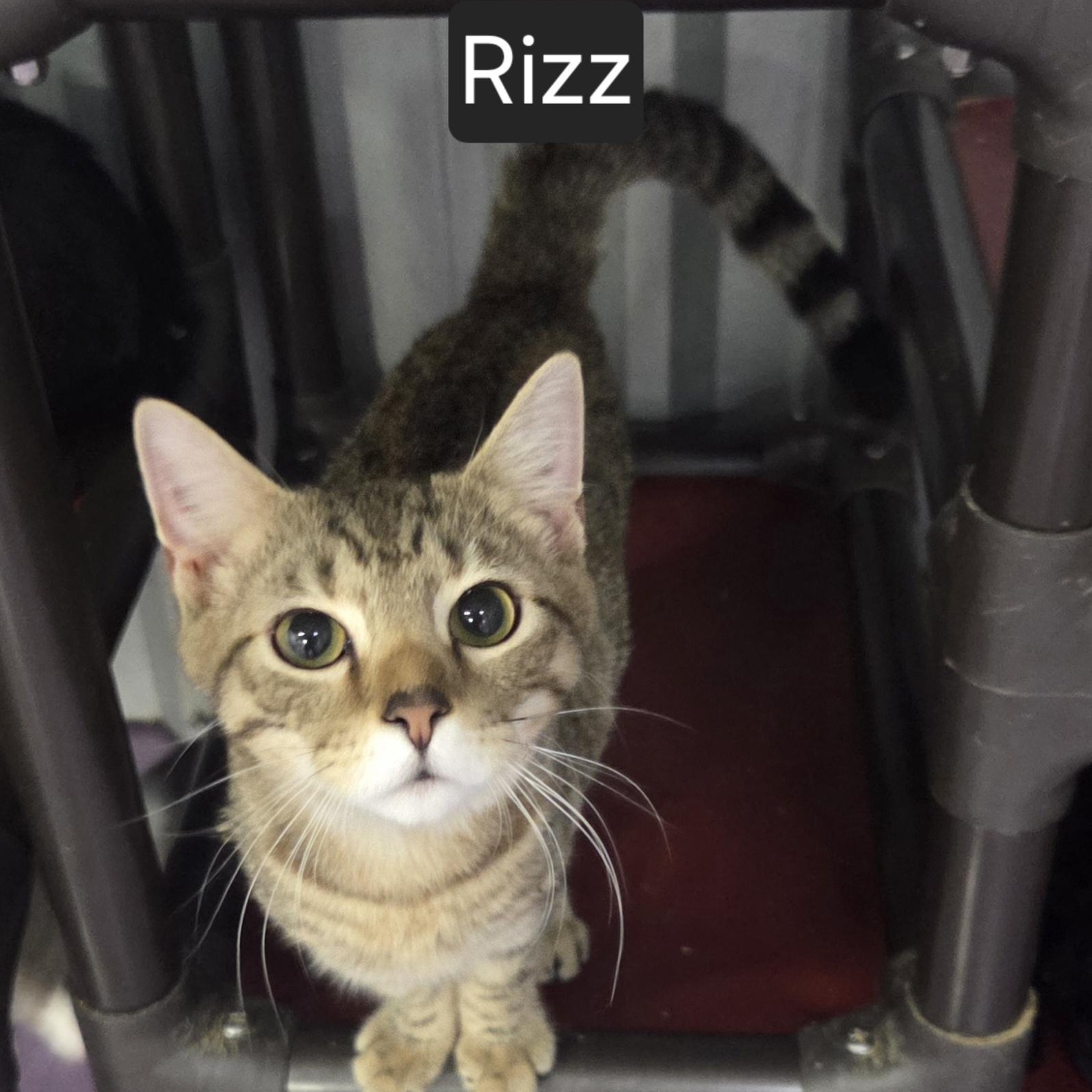Rizz, adopted, Young Male Domestic Short Hair.