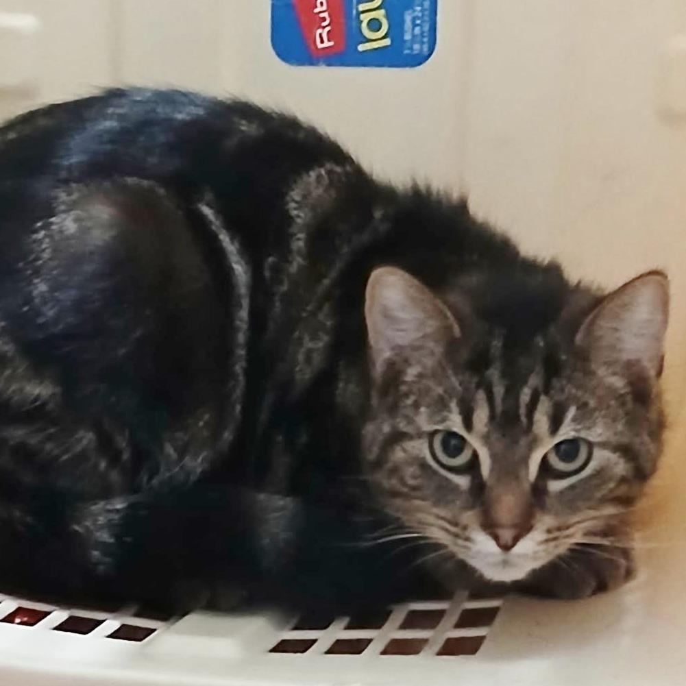 Enlarge Hope, an adopted mixed breed in Traverse City, MI image 1/1