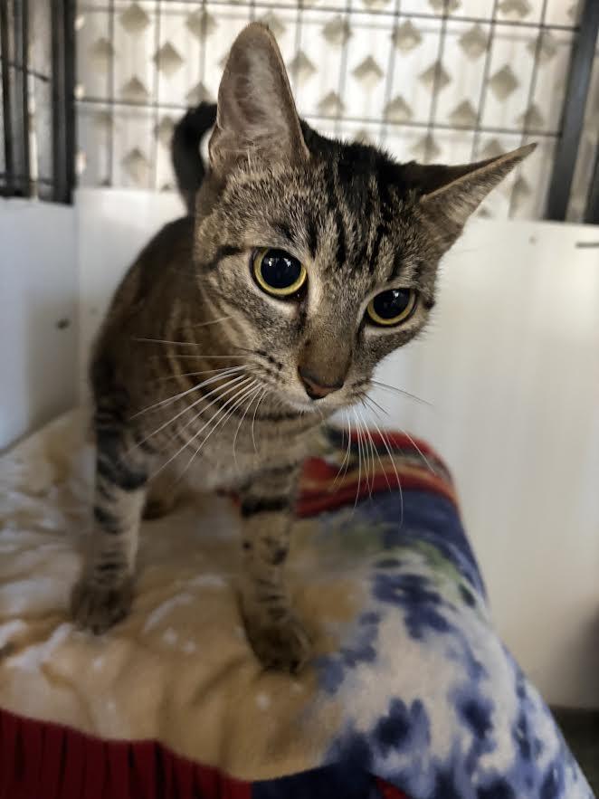 Enlarge LuLu, a Adoptable Domestic Short Hair in Carson City, NV image 3/4