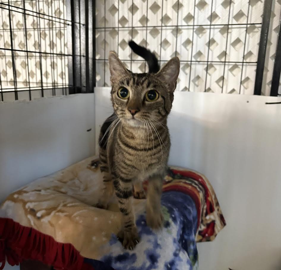 Enlarge LuLu, a Adoptable Domestic Short Hair in Carson City, NV image 1/4