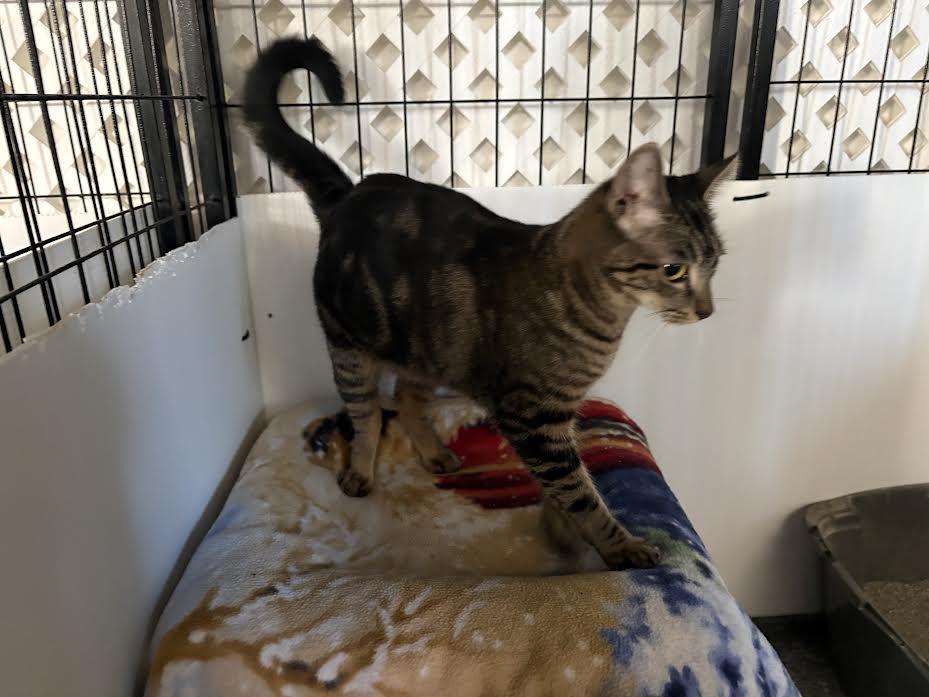 Enlarge LuLu, a Adoptable Domestic Short Hair in Carson City, NV image 4/4