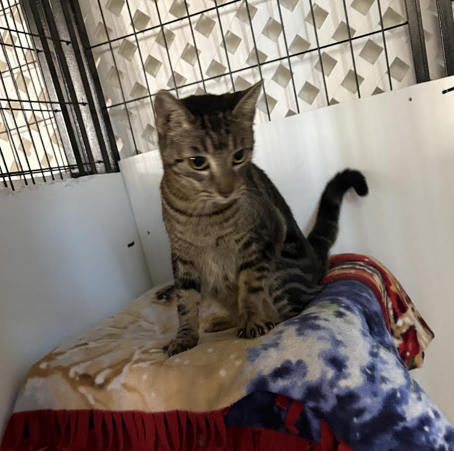 Enlarge LuLu, a Adoptable Domestic Short Hair in Carson City, NV image 2/4