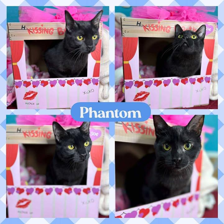Enlarge Phantom, a Adoptable American Shorthair in Huntington, WV image 1/1