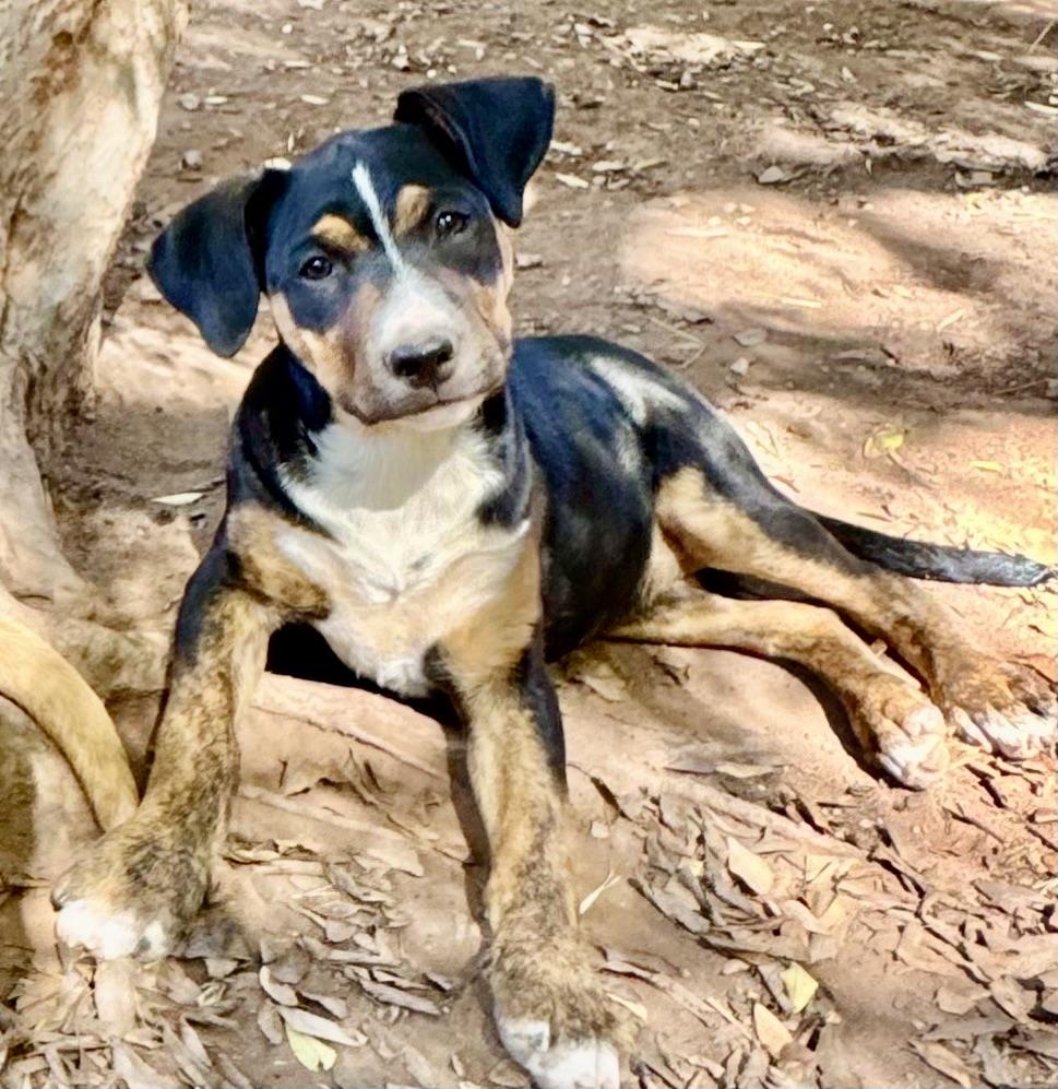 RACHEL, a Adoptable mixed breed in Thousand Oaks, CA image 4/6
