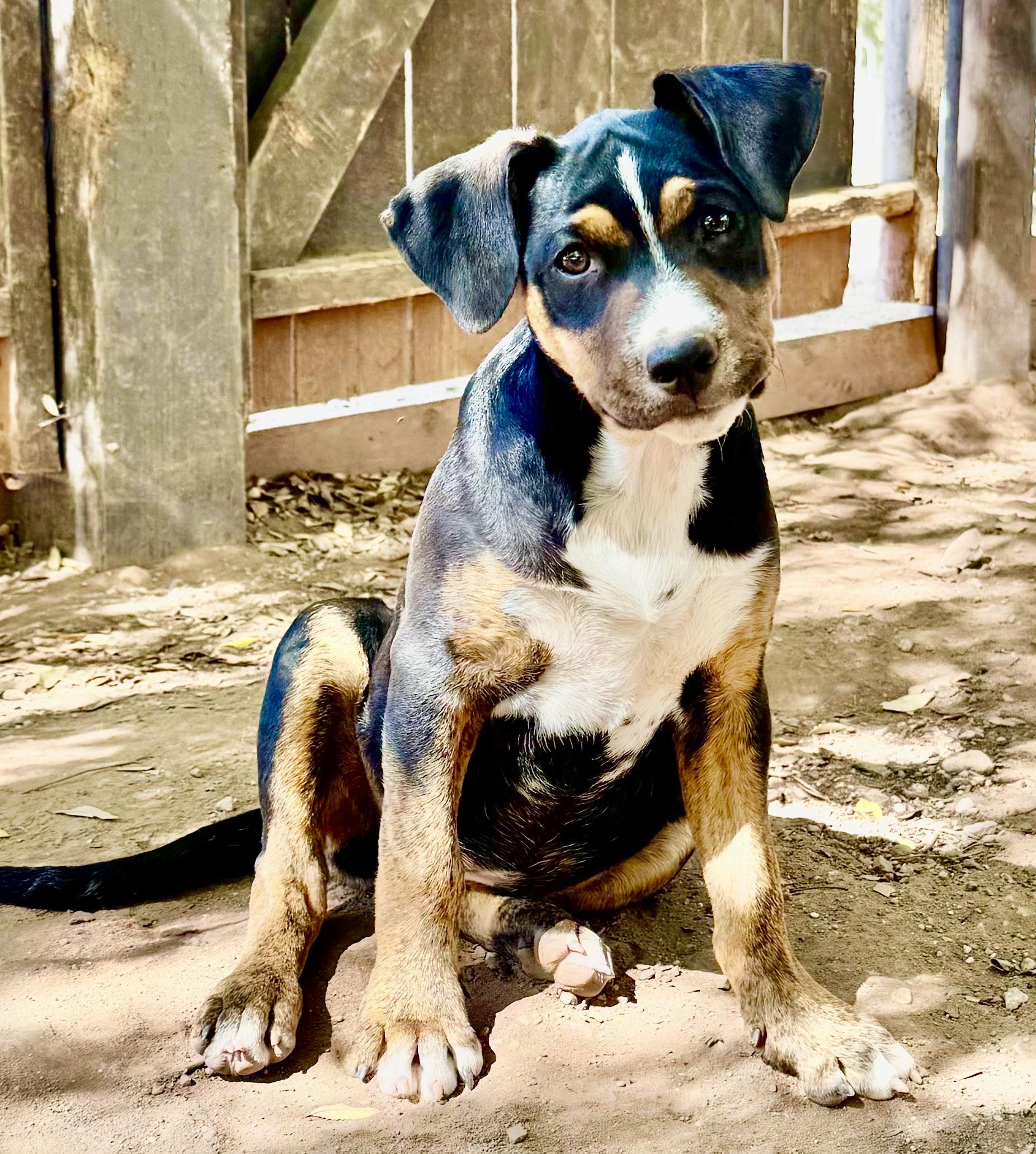 RACHEL, a Adoptable mixed breed in Thousand Oaks, CA image 6/6