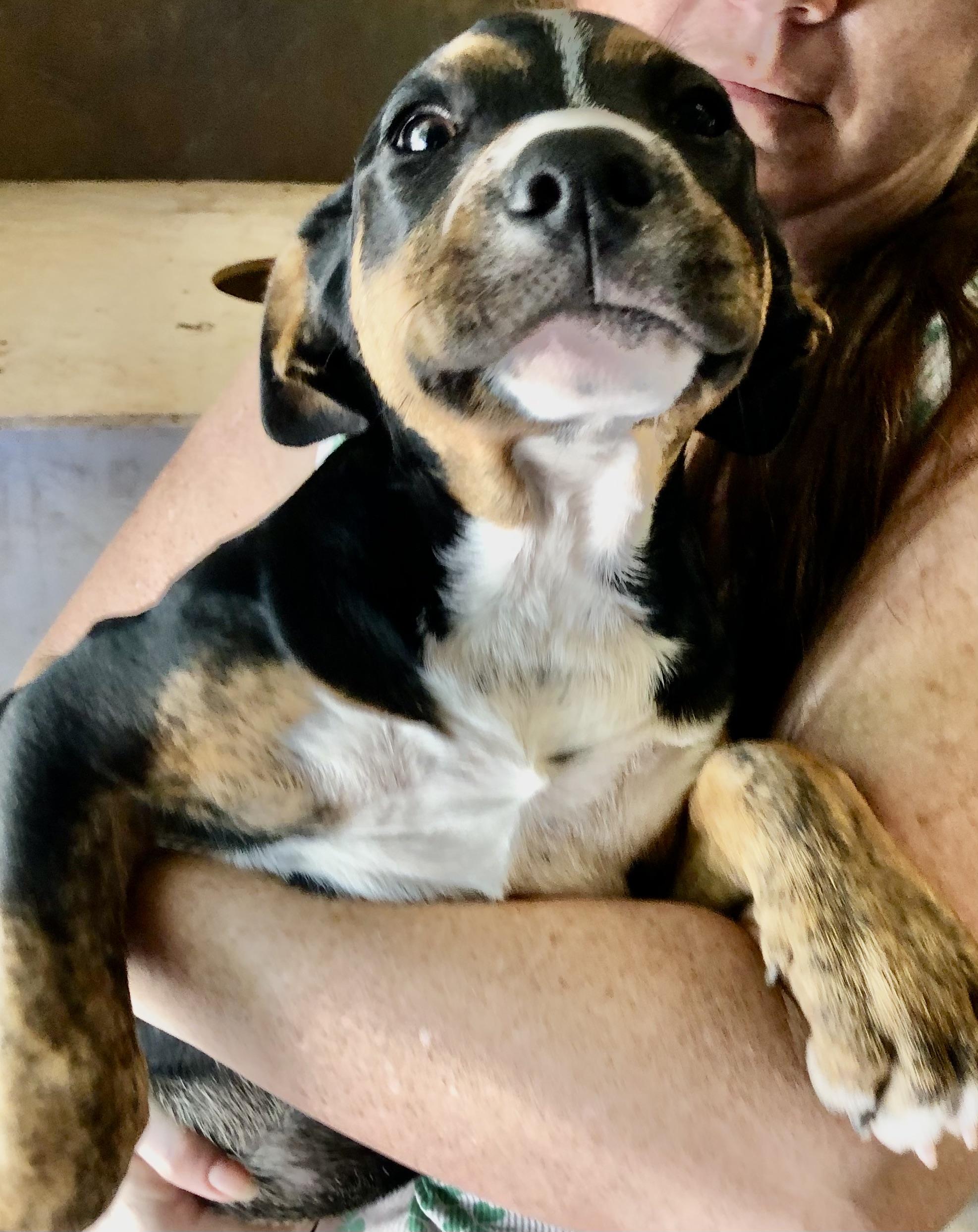 RACHEL, a Adoptable mixed breed in Thousand Oaks, CA image 3/6