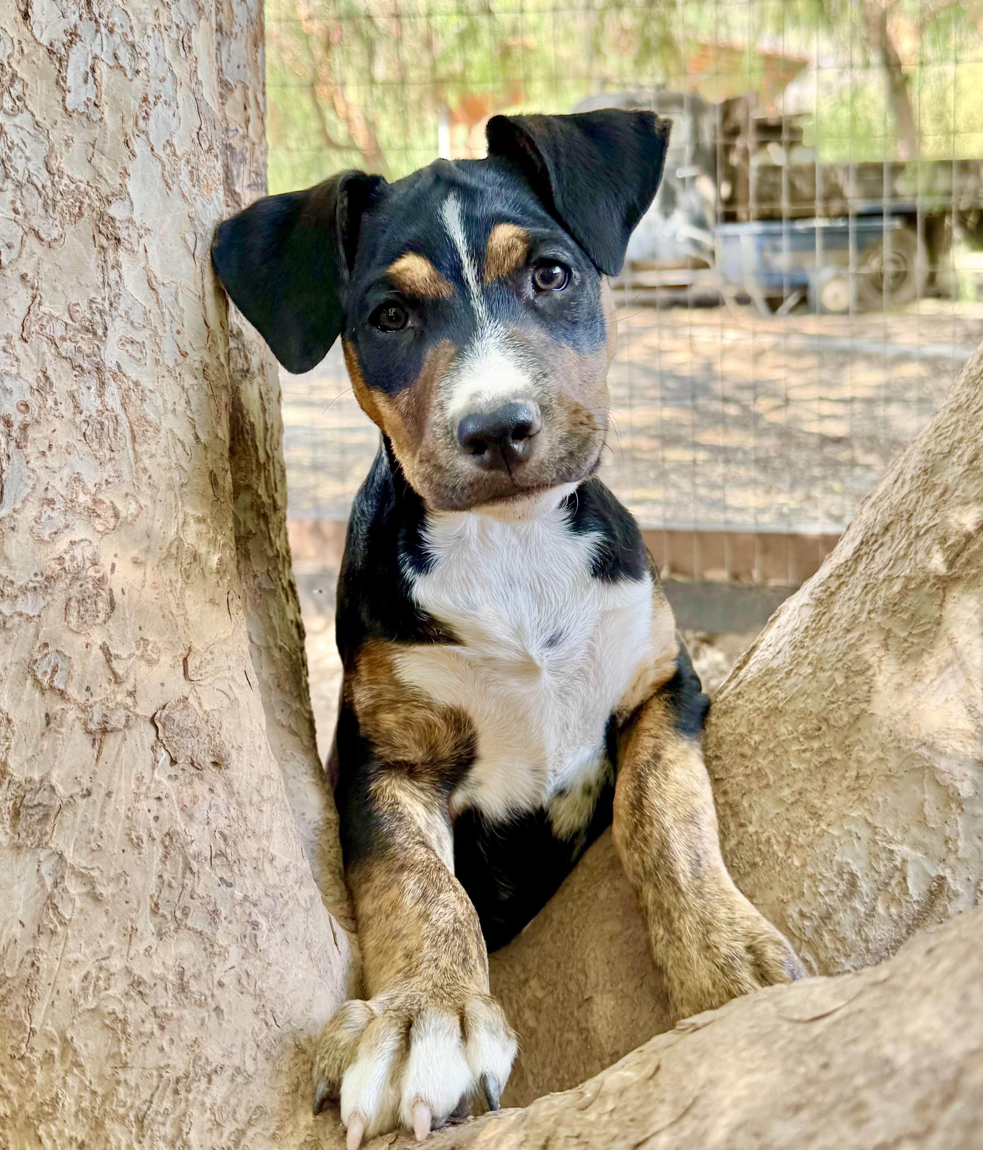 RACHEL, a Adoptable mixed breed in Thousand Oaks, CA image 2/6
