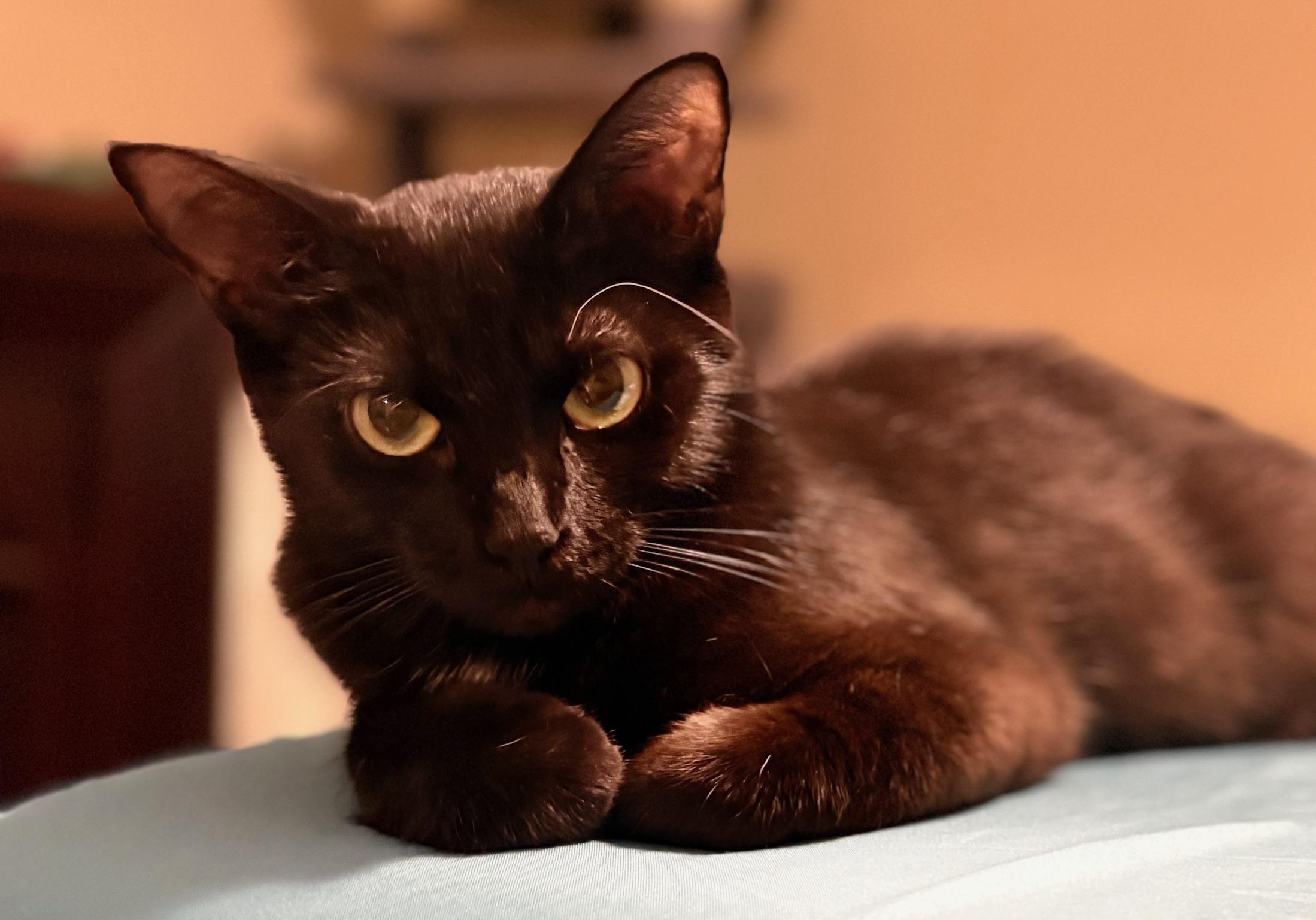 Layla 1, Young Female unknown