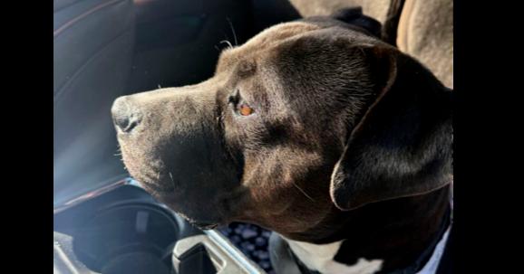 Tutto, Adoptable, Adult Male Pit Bull Terrier.