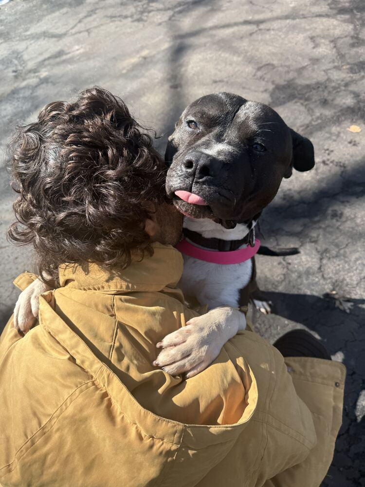 Enlarge Tutto, a Adoptable Pit Bull Terrier in Oswego, IL image 3/4