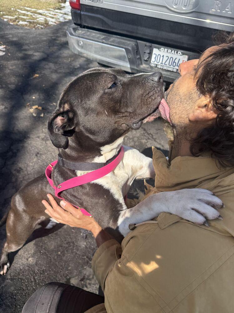 Enlarge Tutto, a Adoptable Pit Bull Terrier in Oswego, IL image 4/4