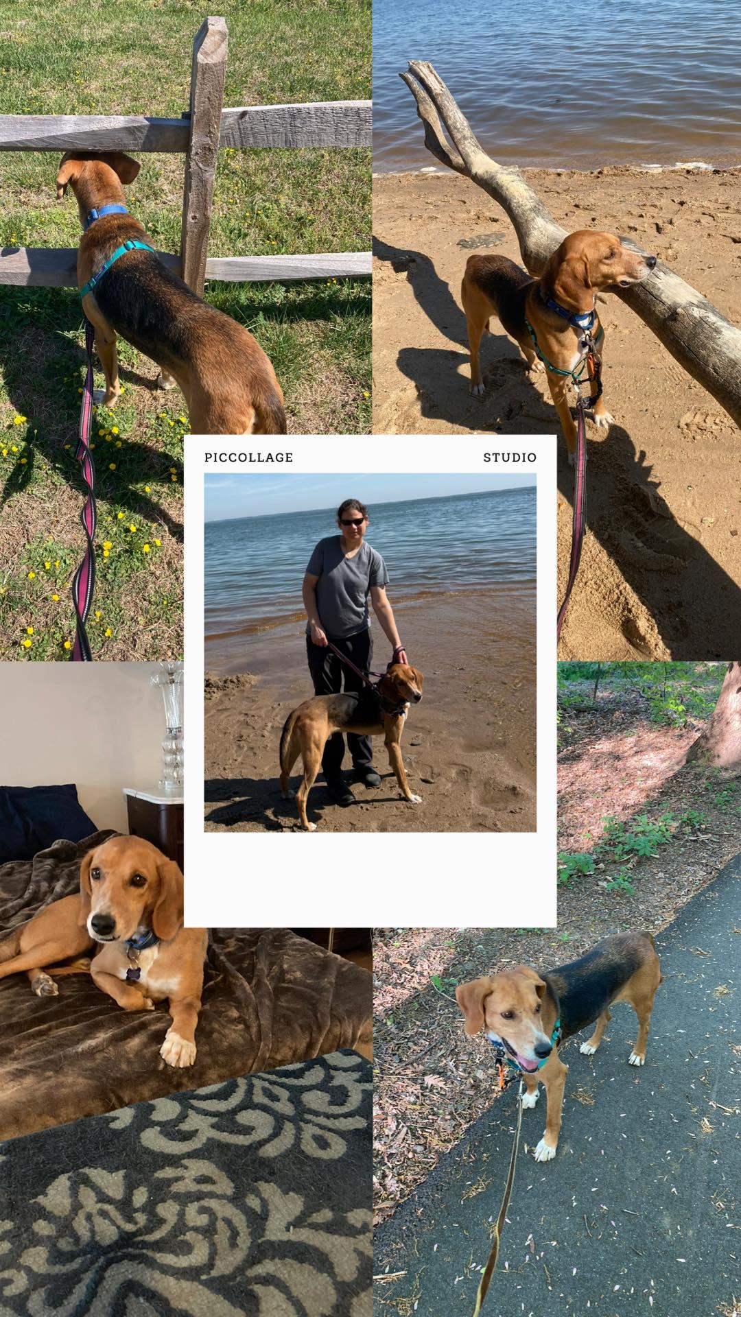 Paulo, ADOPTABLE, Adult Male Hound.