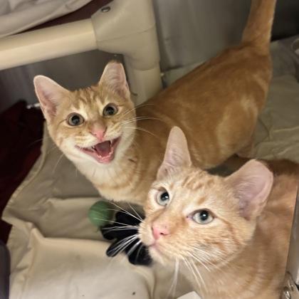 Sunkist, Adoptable, Young Male Domestic Short Hair & Domestic Short Hair.