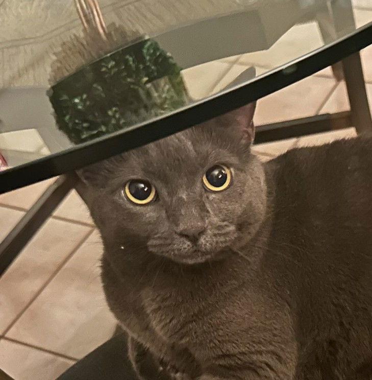 Ariel center foster home, Adoptable, Adult Female Domestic Short Hair & Russian Blue.