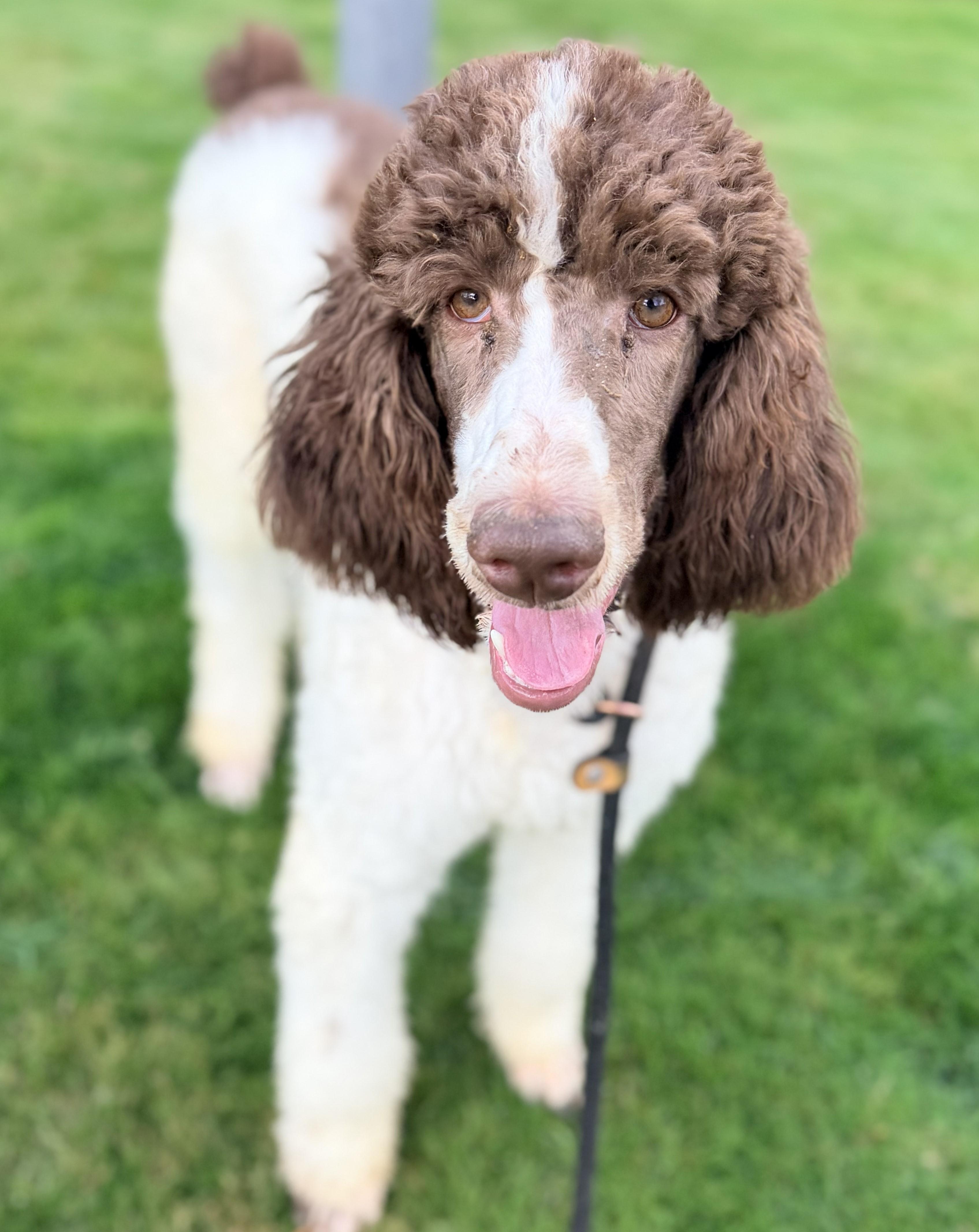Fig, a Adopted Poodle in Tacoma, WA image 1/3