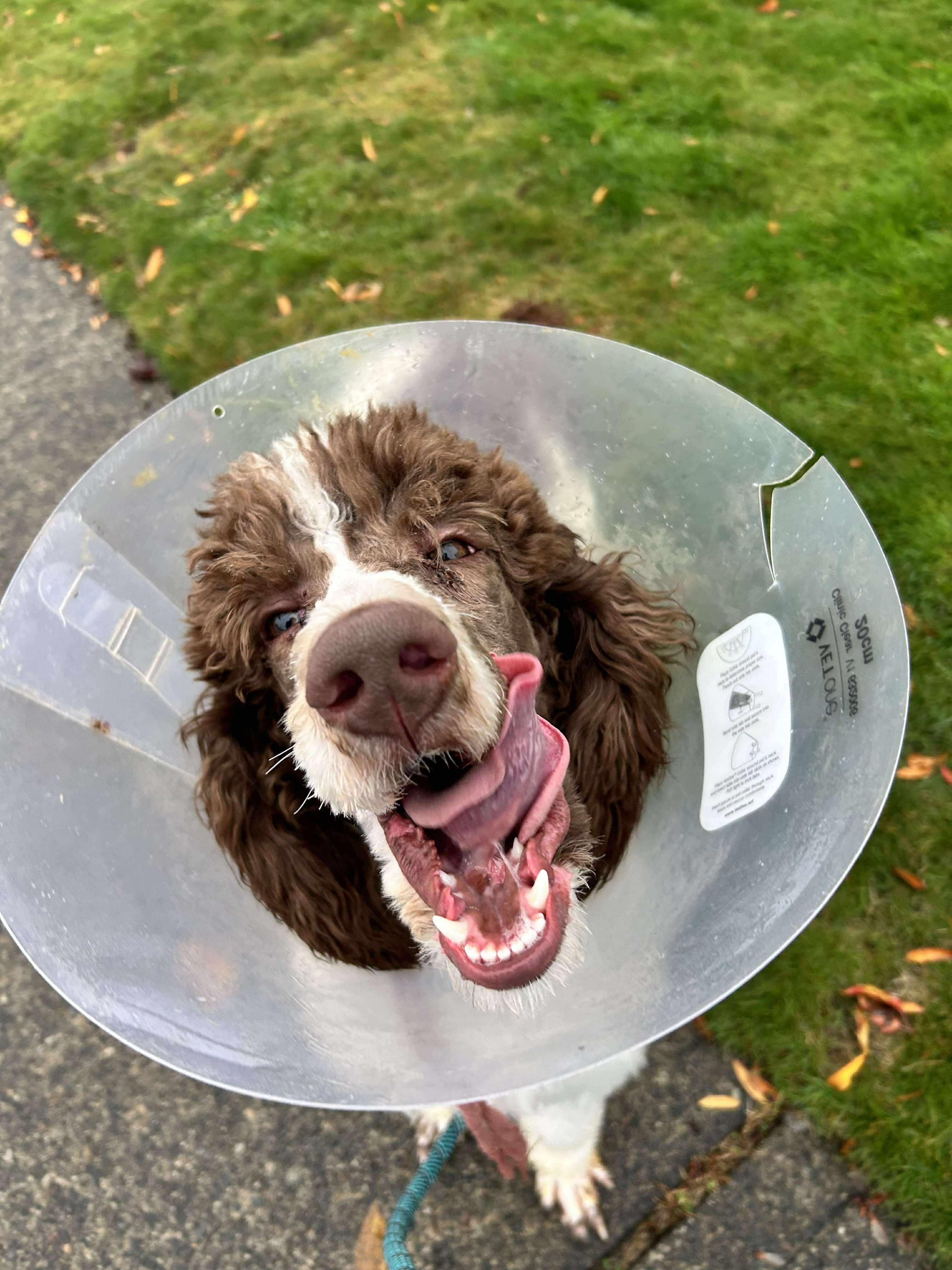 Fig, a Adopted Poodle in Tacoma, WA image 2/3