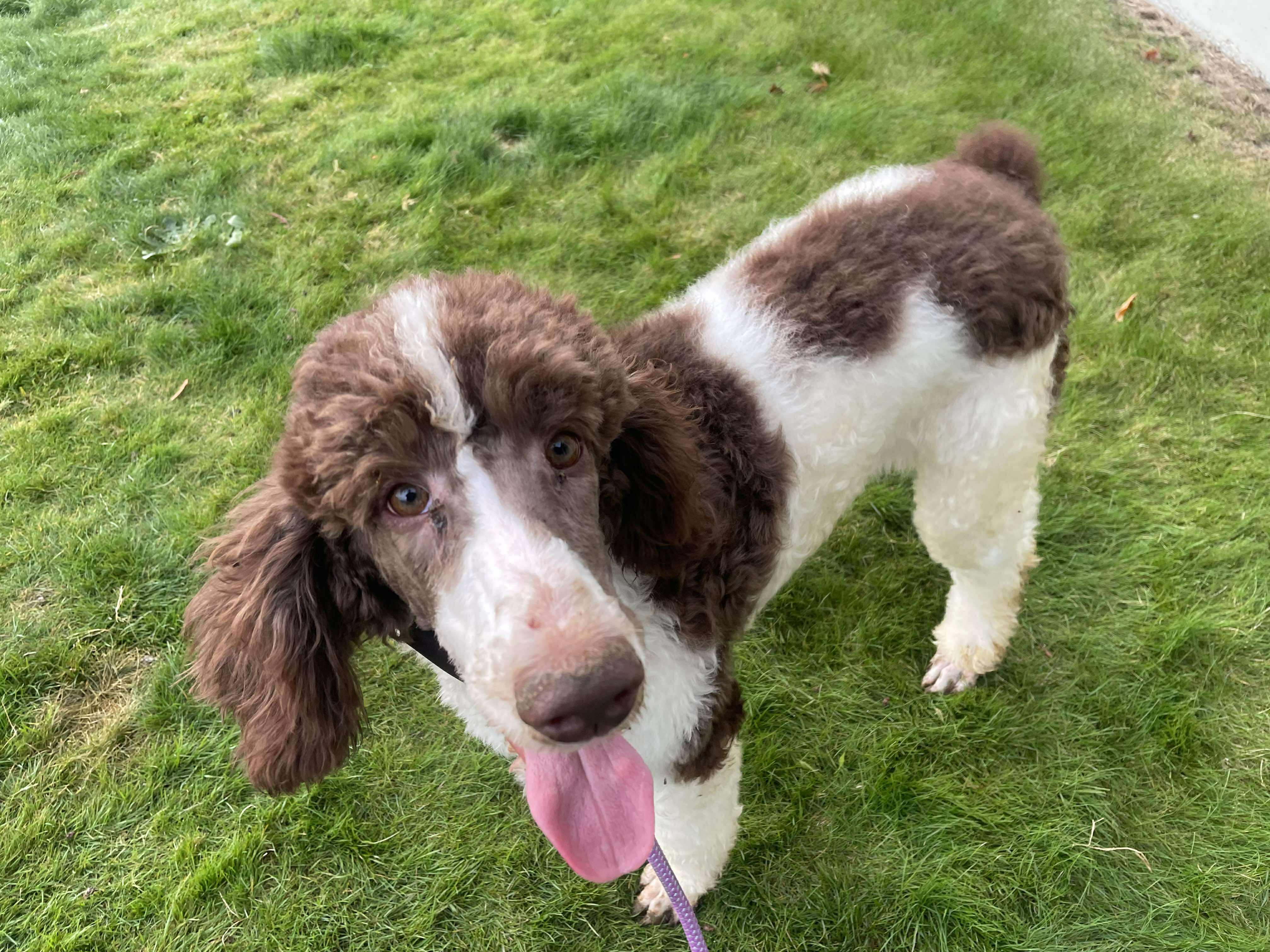 Fig, a Adopted Poodle in Tacoma, WA image 3/3