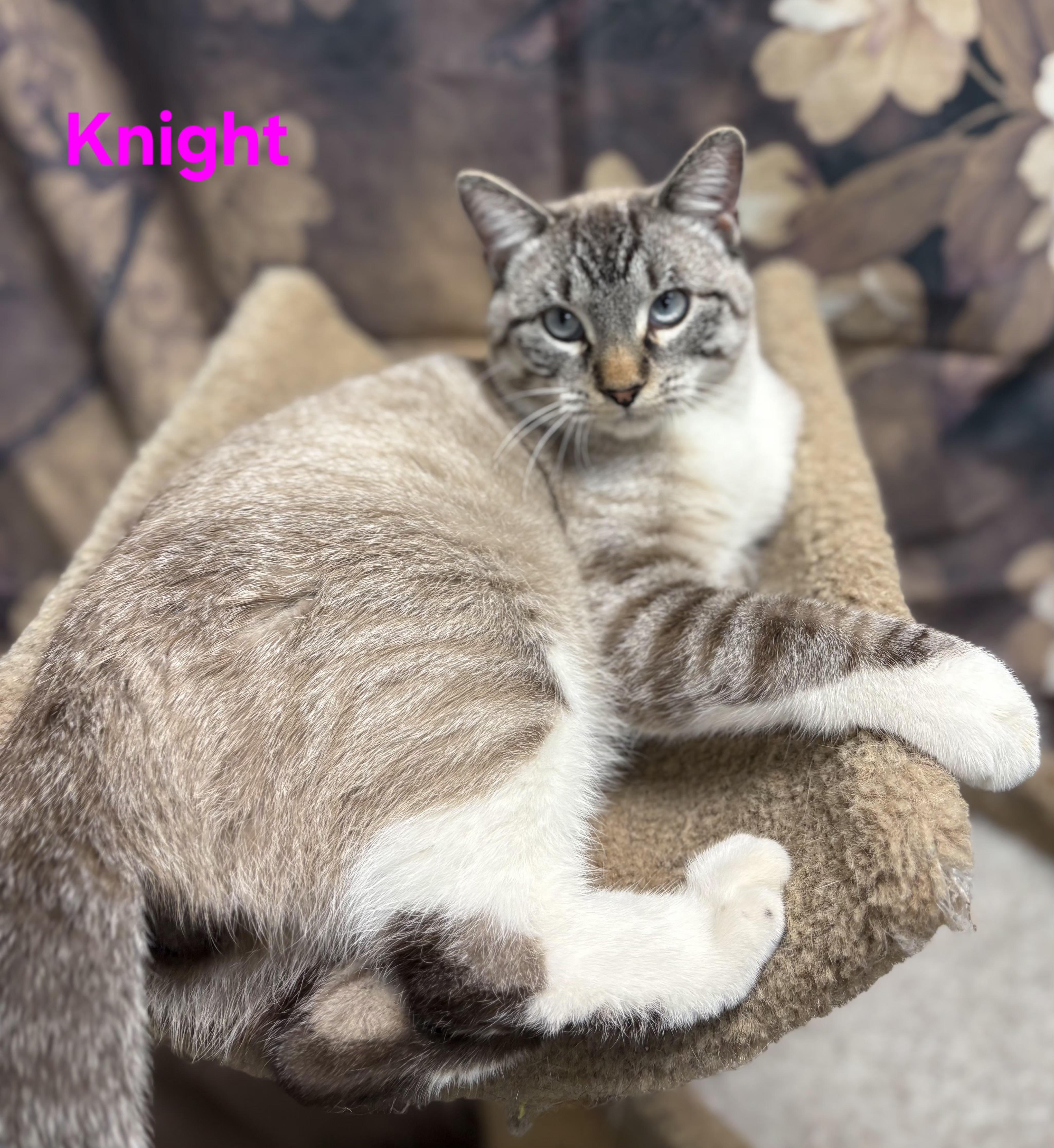 Enlarge Knight, an adopted mixed breed in Aurora, NE image 2/2