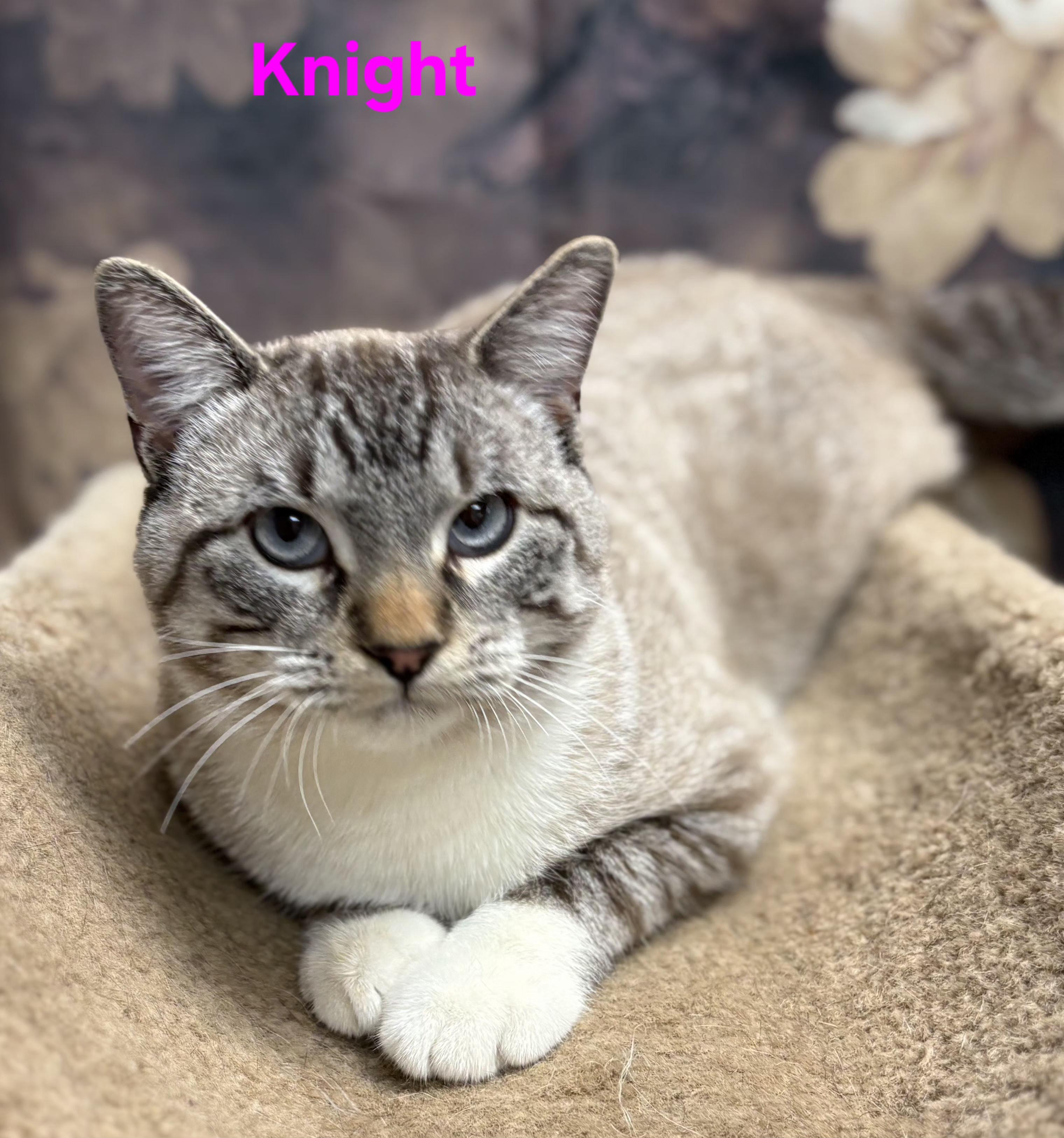 Knight, adopted, Adult Male Siamese & Domestic Short Hair.