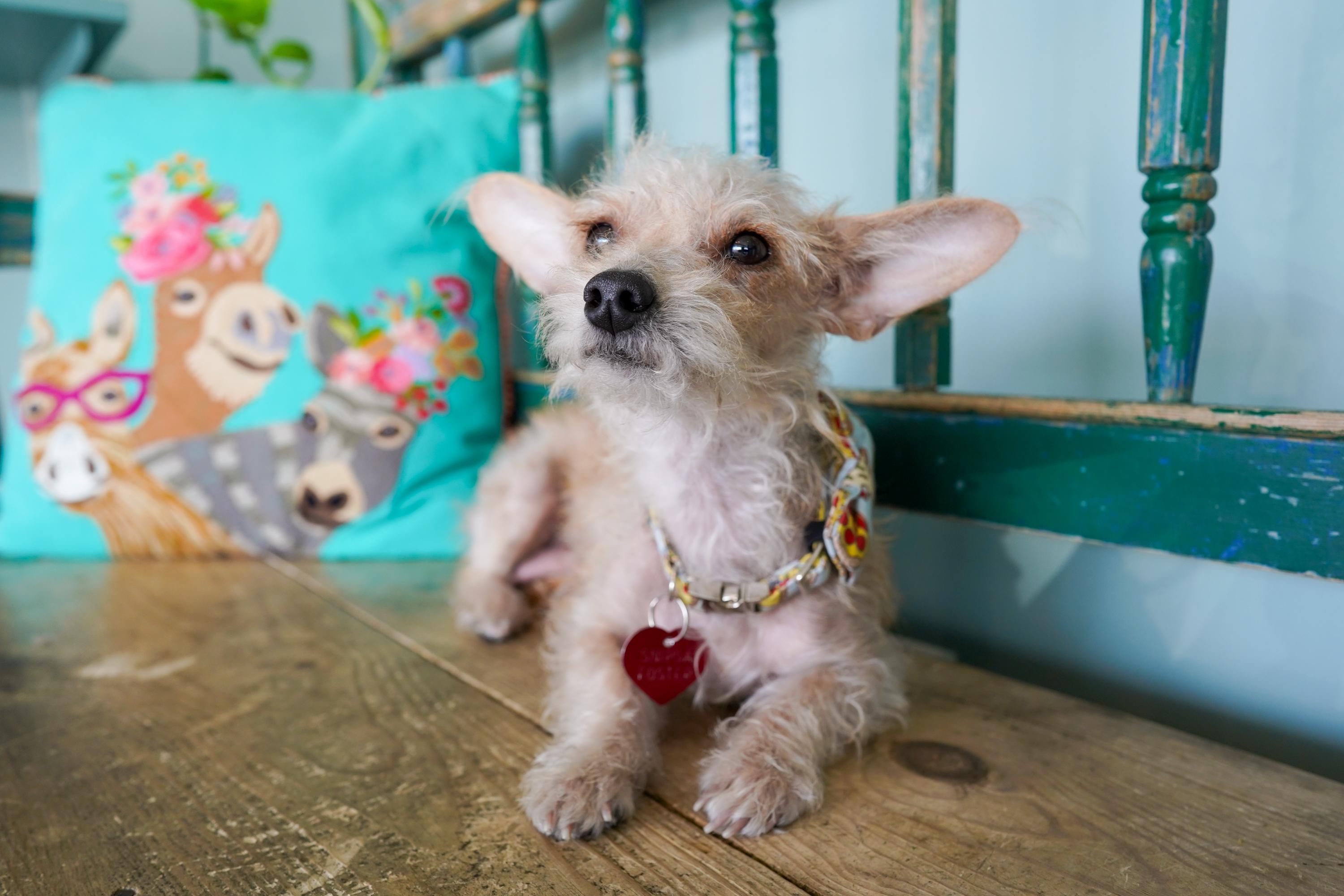 Enlarge Sadie, an adoptable mixed breed in San Antonio, TX image 1/6