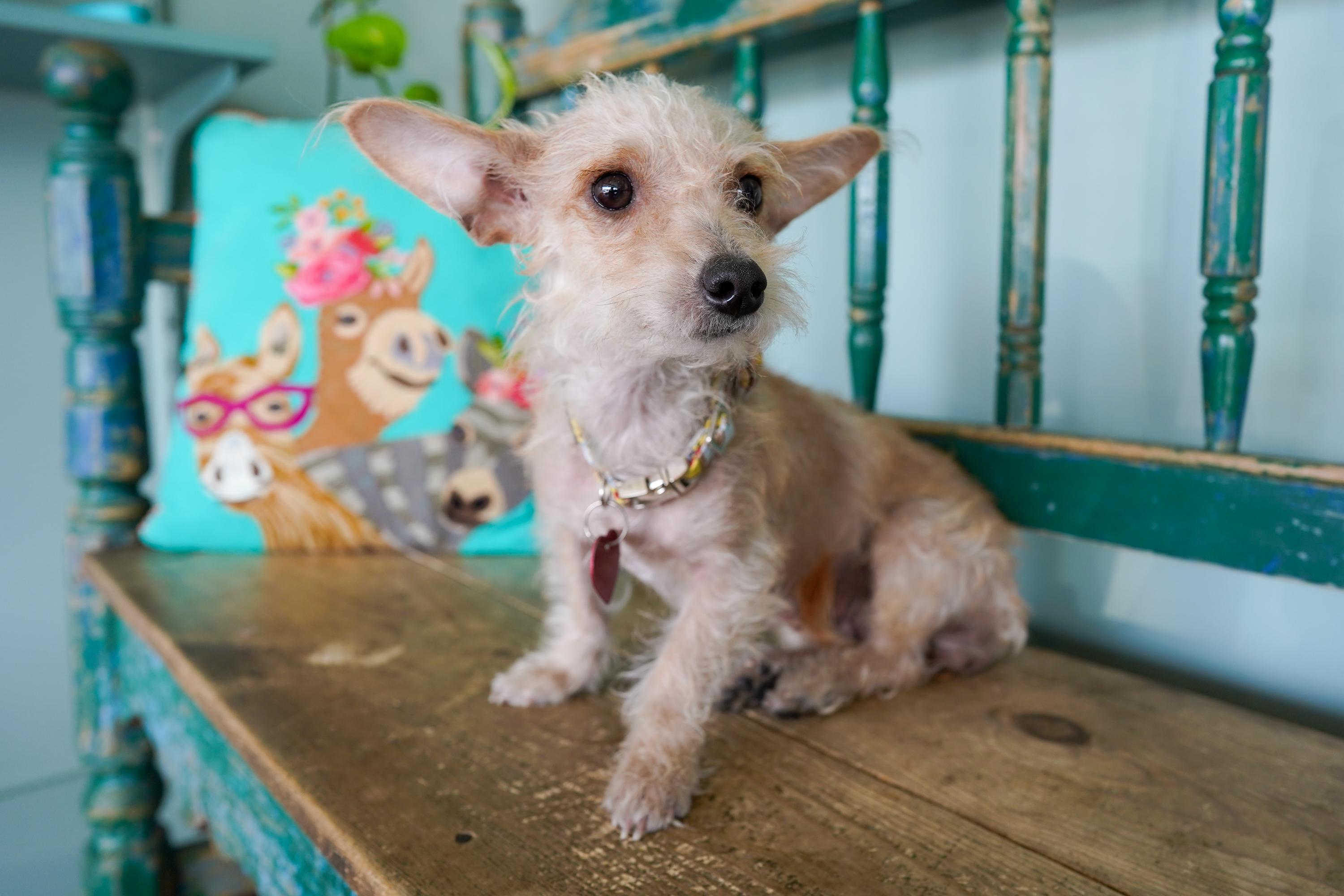 Enlarge Sadie, an adoptable mixed breed in San Antonio, TX image 2/6