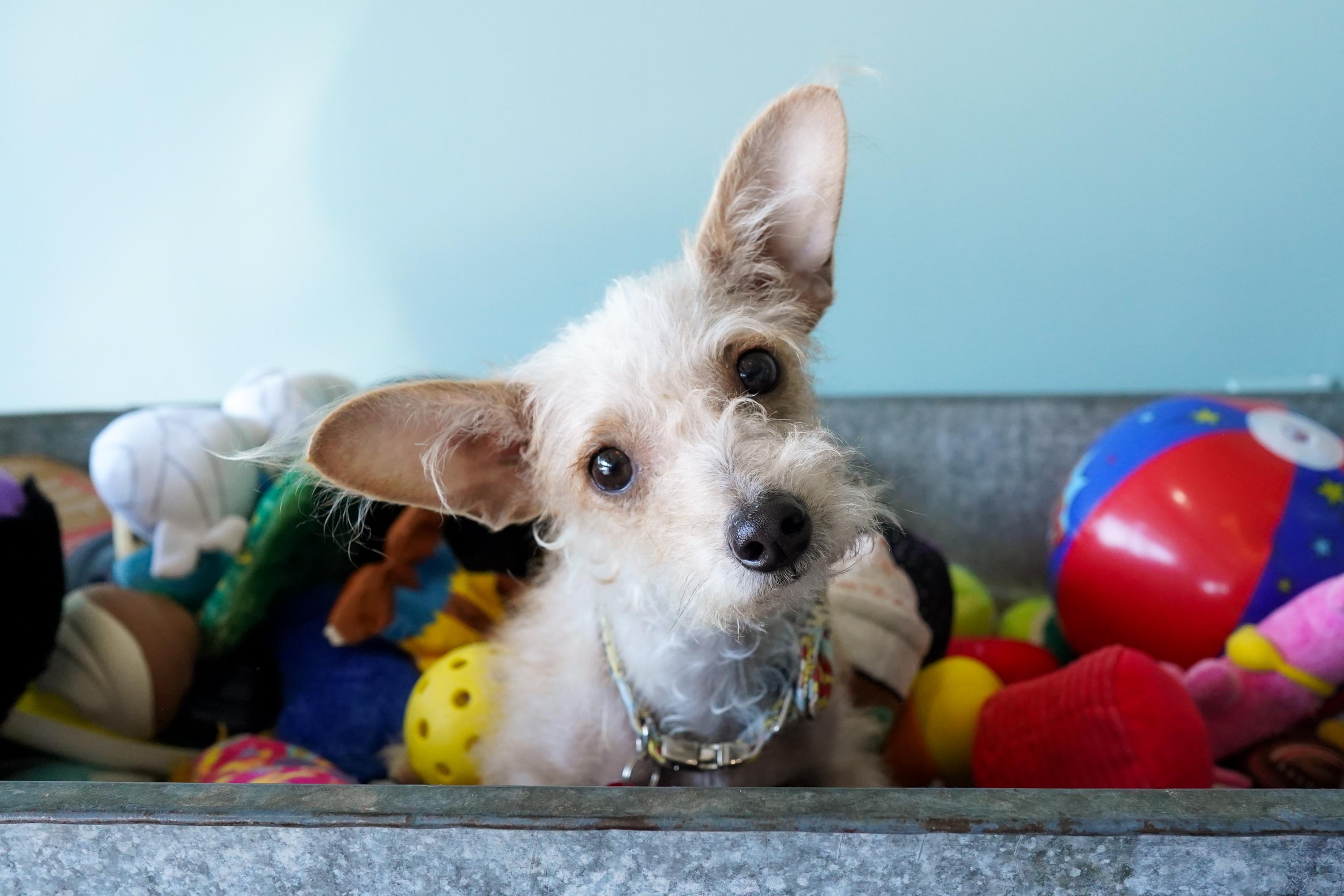 Enlarge Sadie, an adoptable mixed breed in San Antonio, TX image 3/6