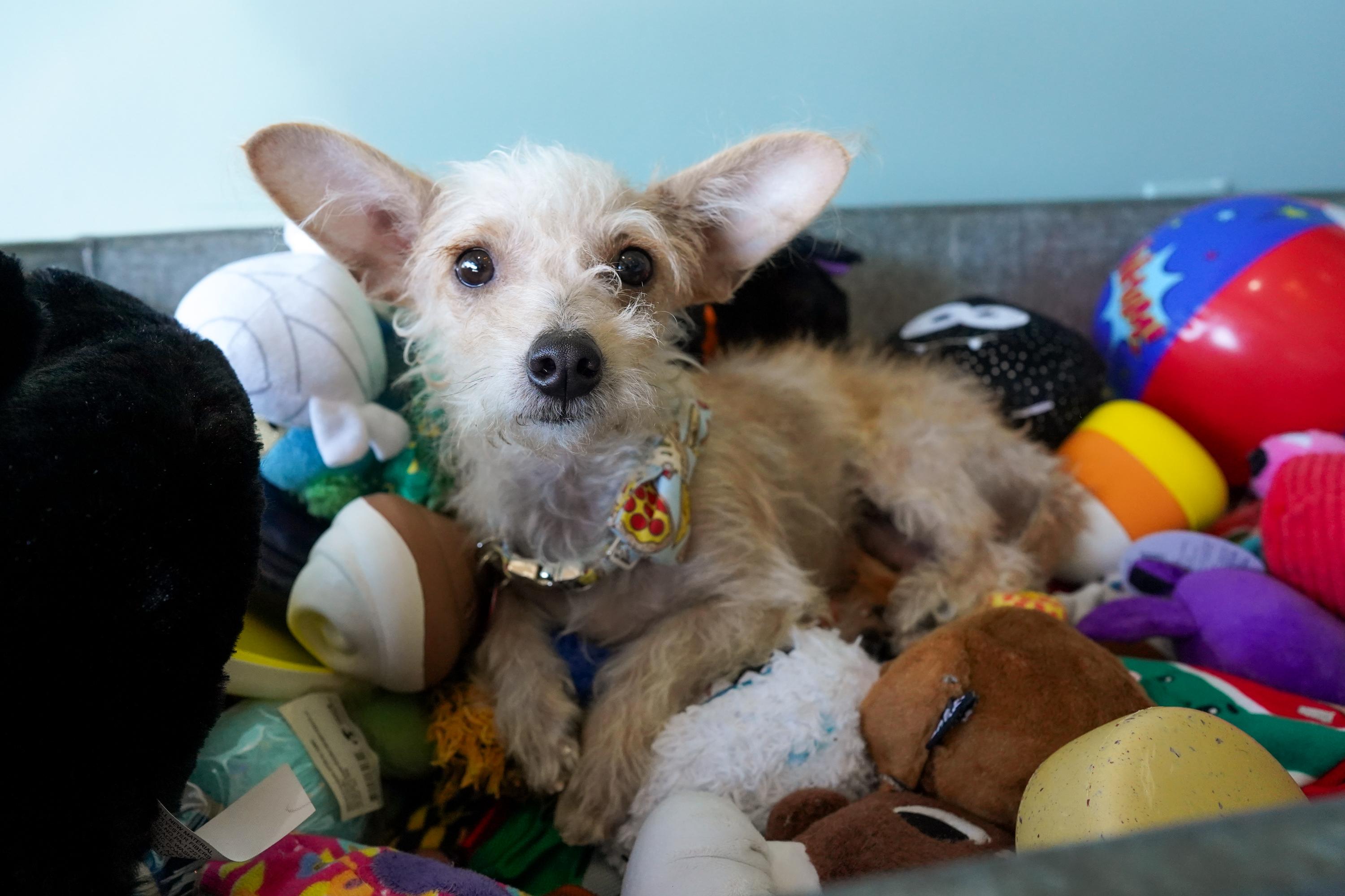 Enlarge Sadie, an adoptable mixed breed in San Antonio, TX image 4/6