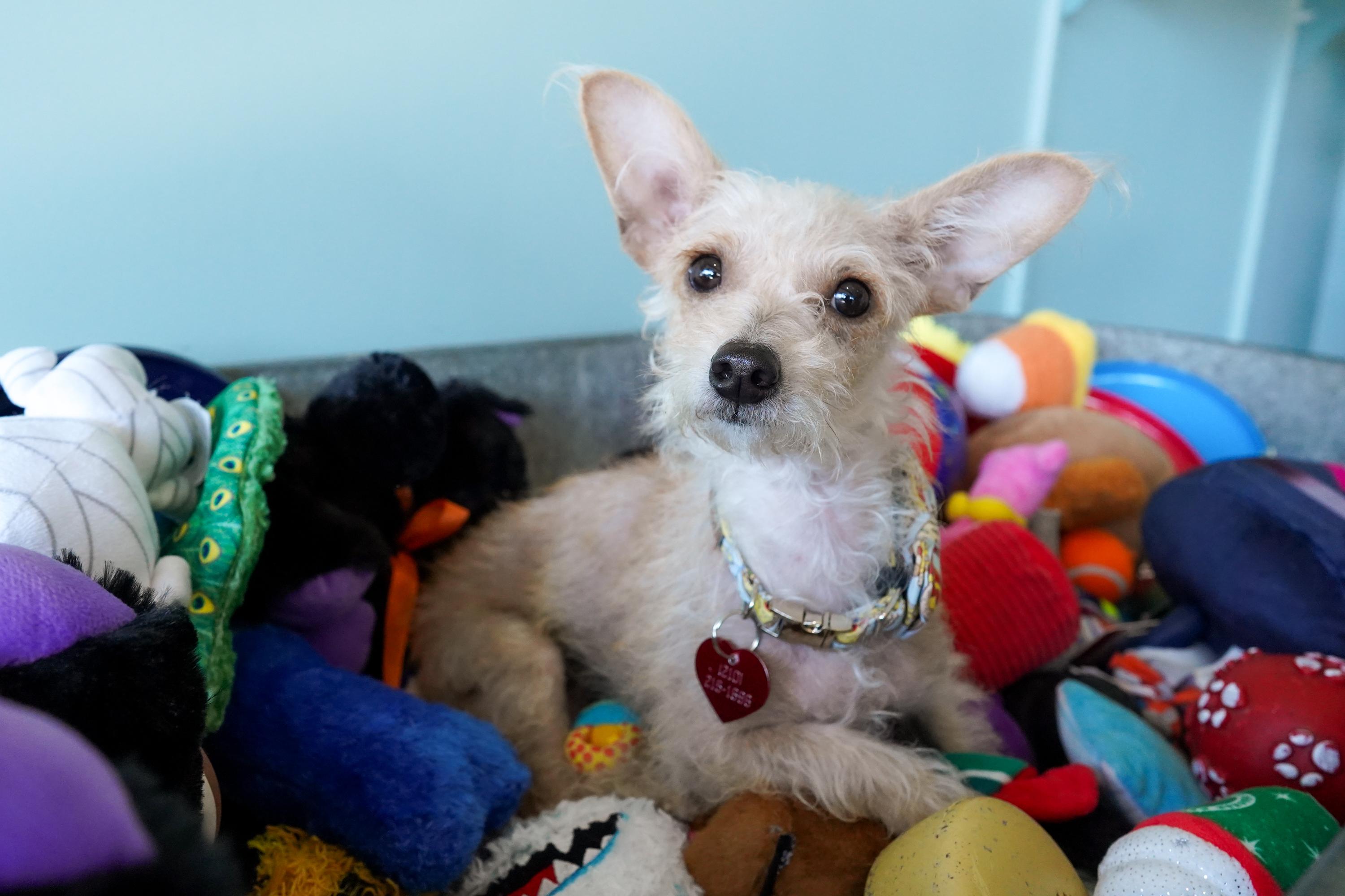 Enlarge Sadie, an adoptable mixed breed in San Antonio, TX image 5/6