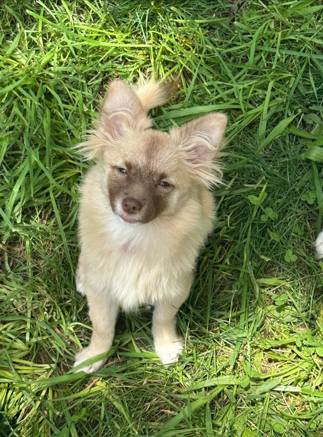 The Pom Puffs, Adoptable, Young Female Pomeranian.