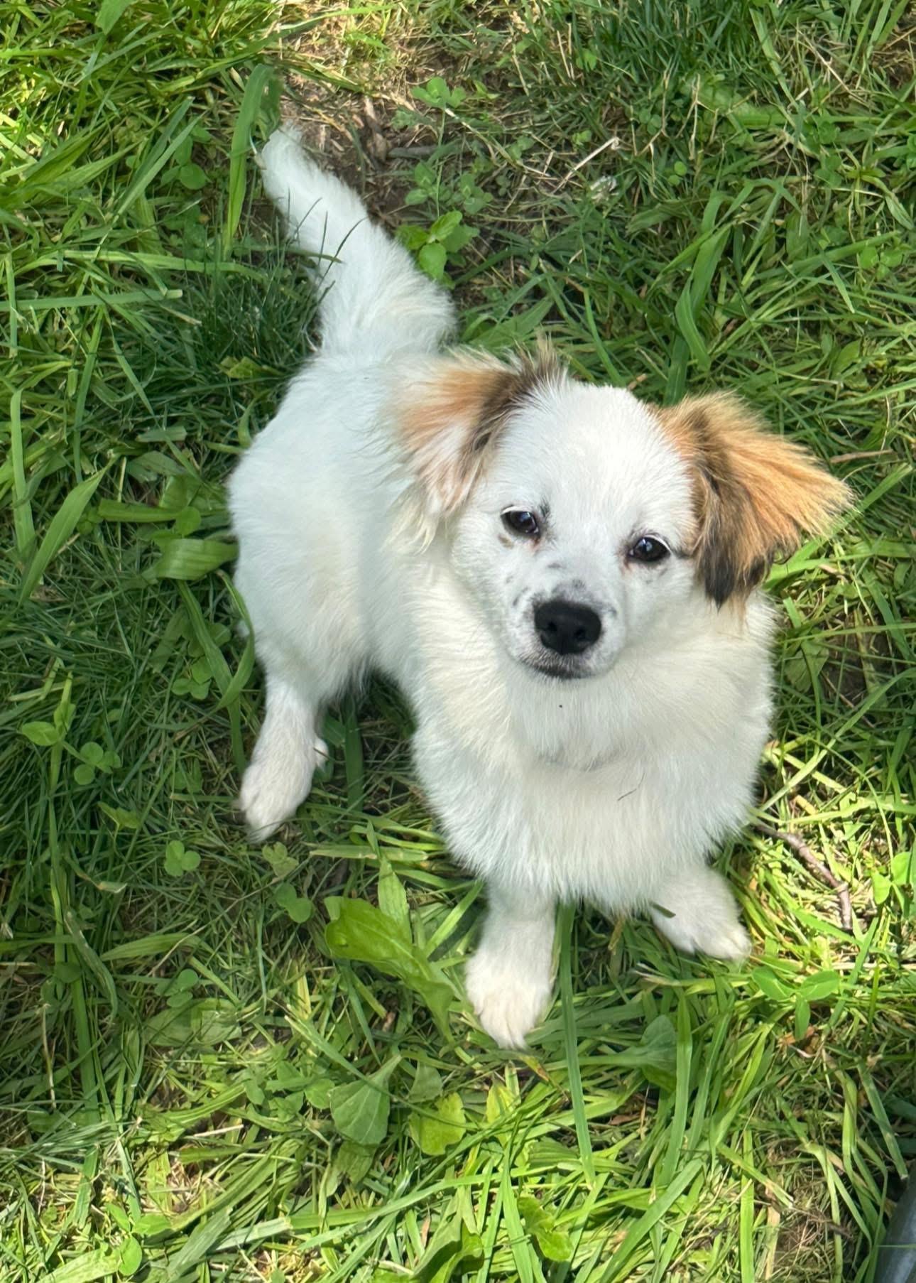 Enlarge The Pom Puffs, a Adoptable mixed breed in Powell, TN image 2/2