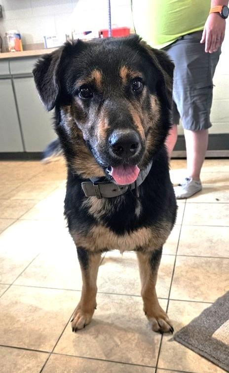 Buddy, an adopted mixed breed in Sparta, WI image 3/3