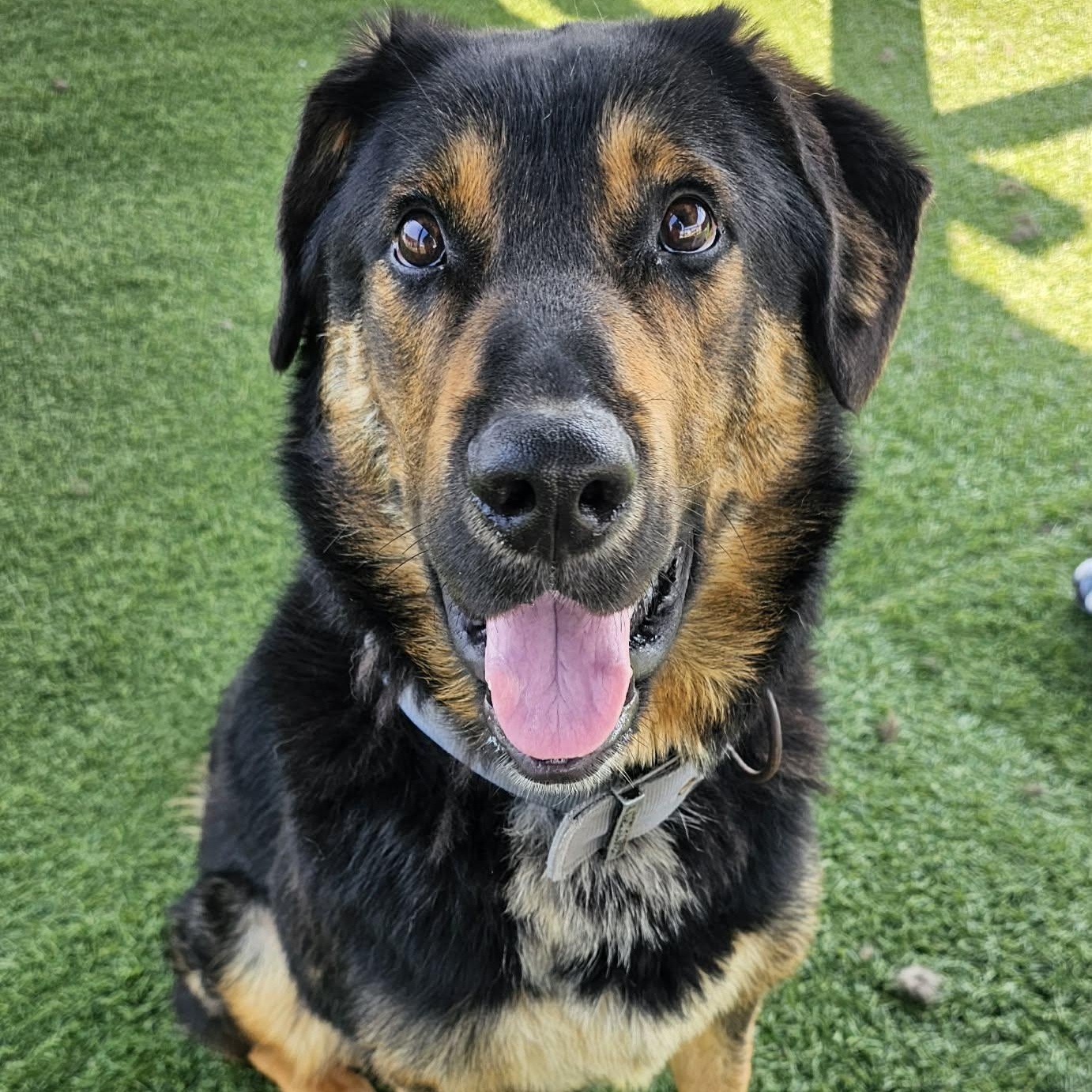 Buddy, adopted, Adult Male Shepherd.