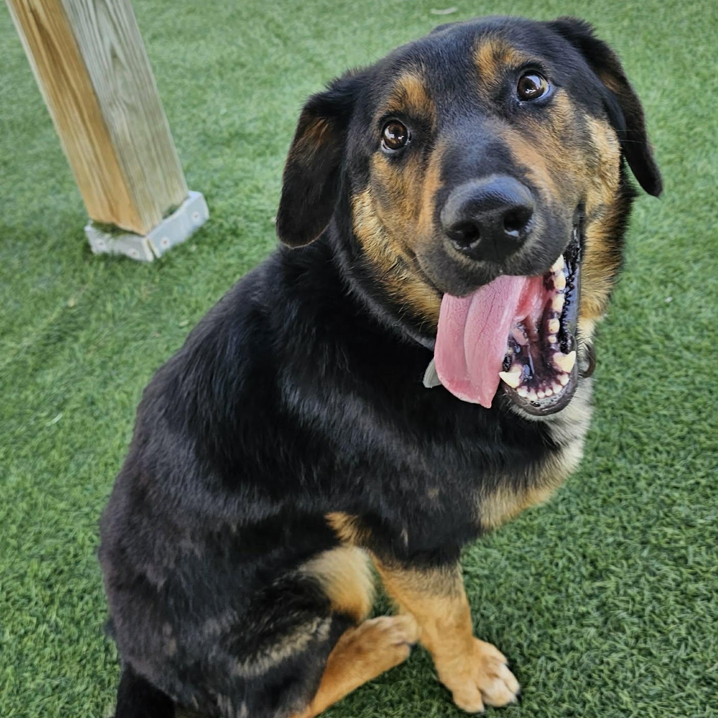 Buddy, an adopted mixed breed in Sparta, WI image 2/3