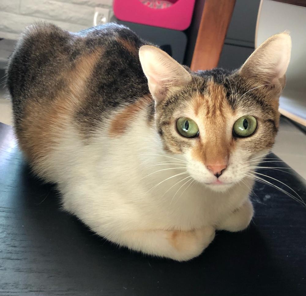 Macadamia, Adoptable, Adult Female Domestic Short Hair.